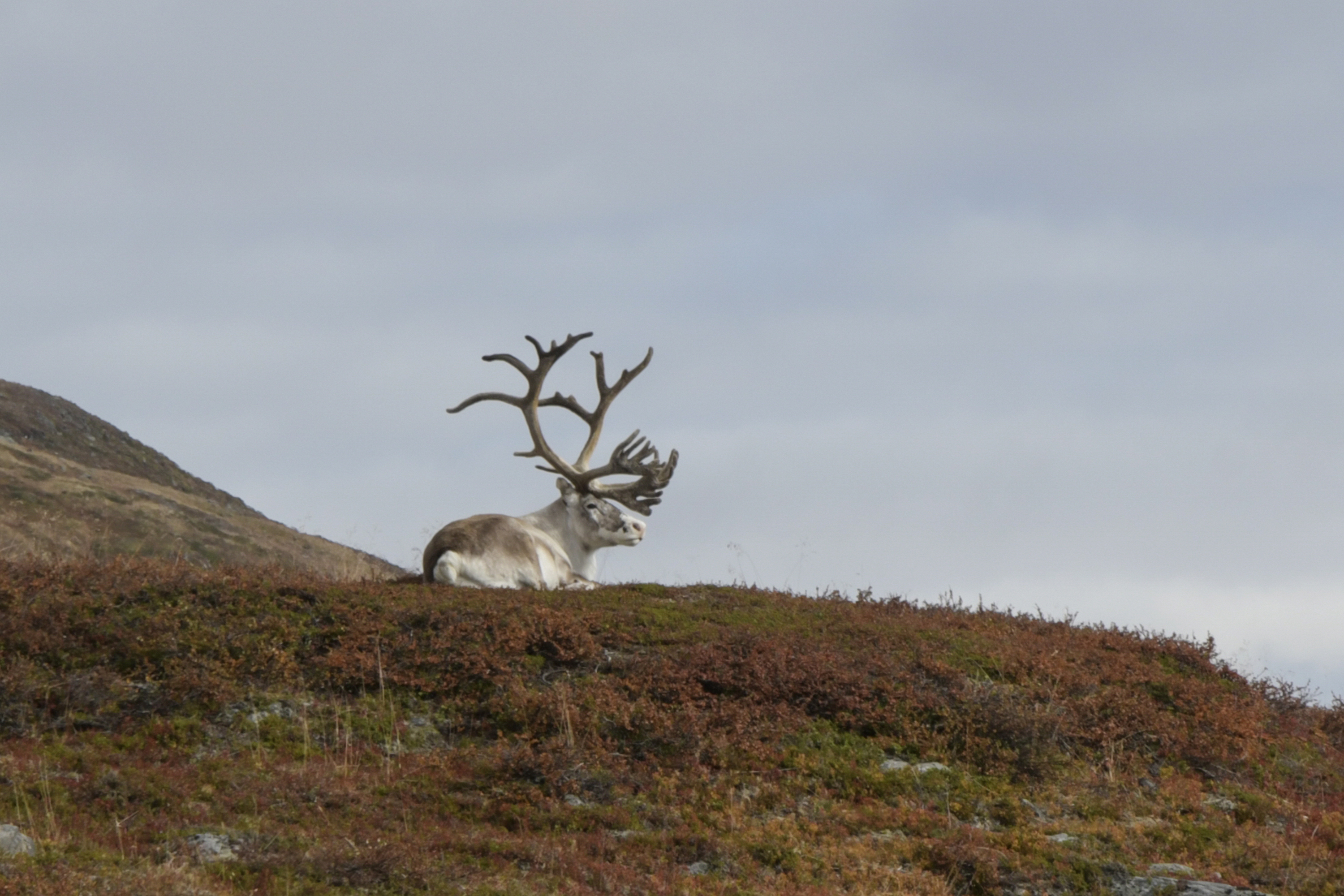 Abisko 6-14 sep. 2018