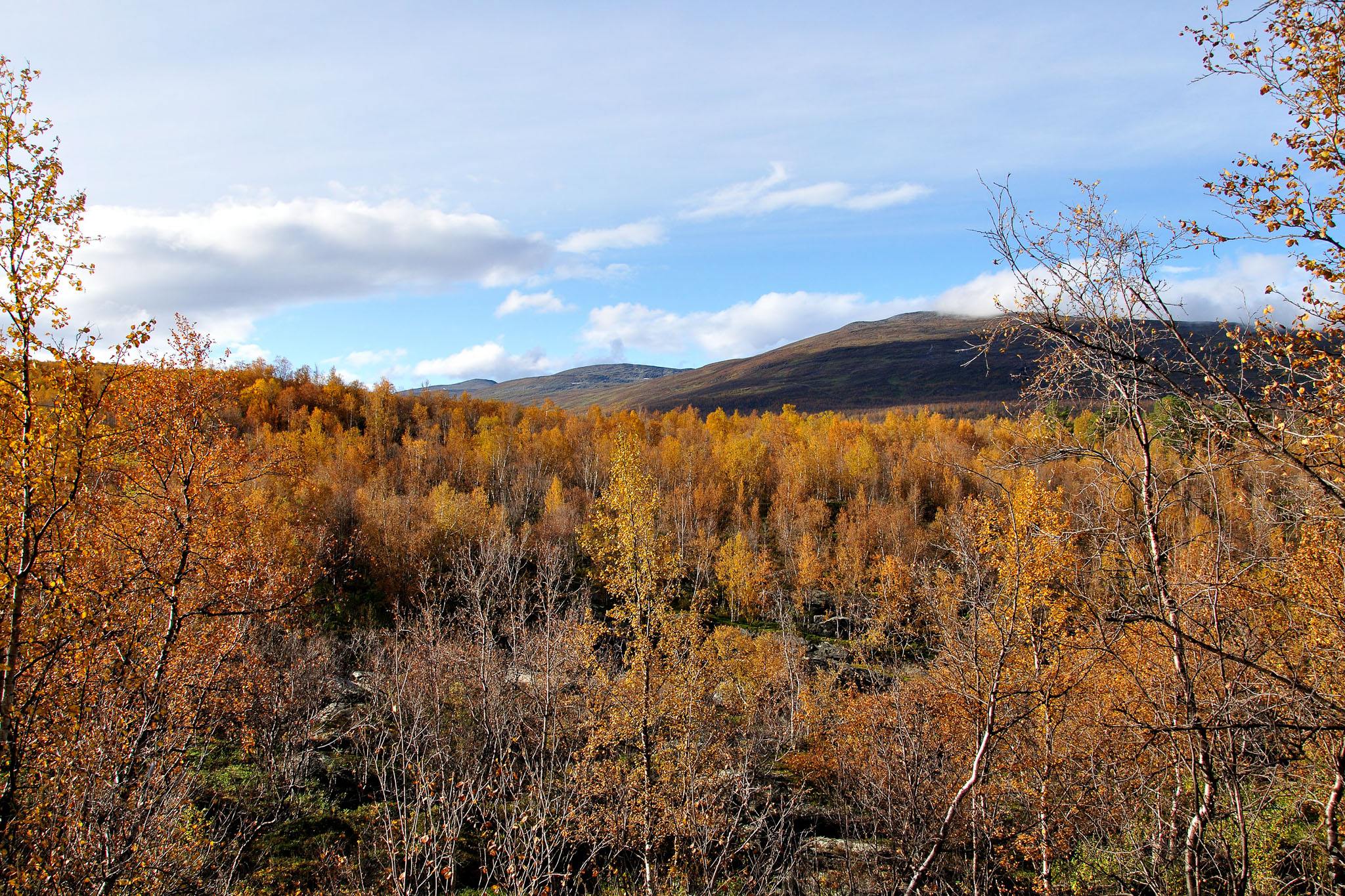 00014Abisko-sep2011.jpg