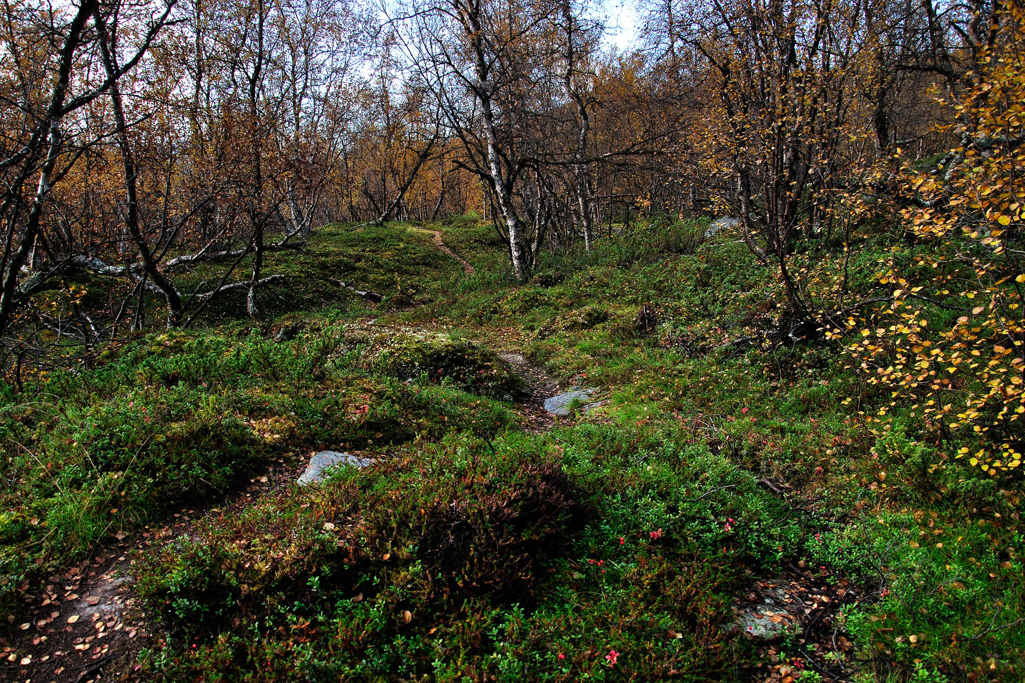 00023Abisko-sep2011.jpg