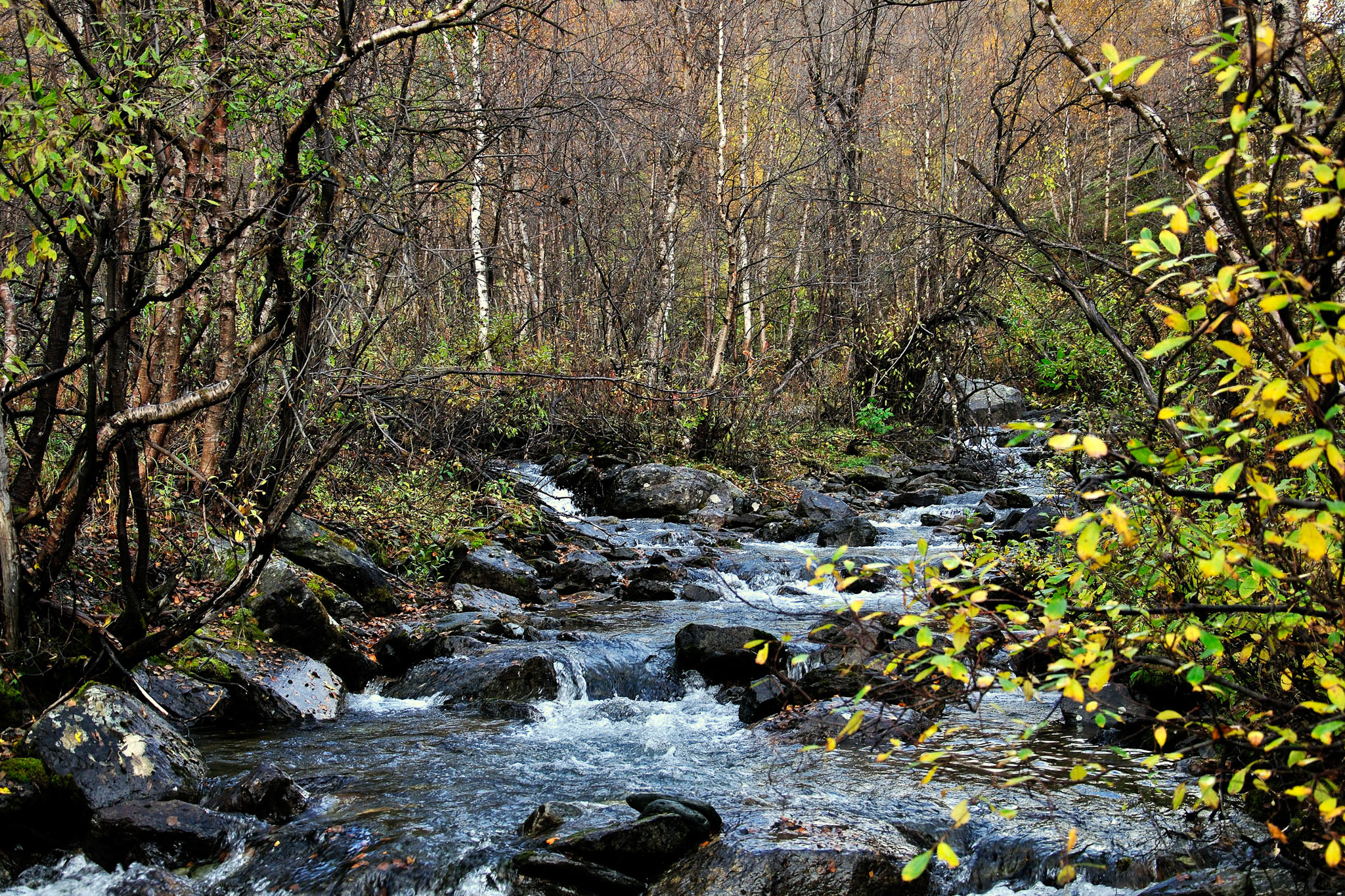 00025Abisko-sep2011.jpg