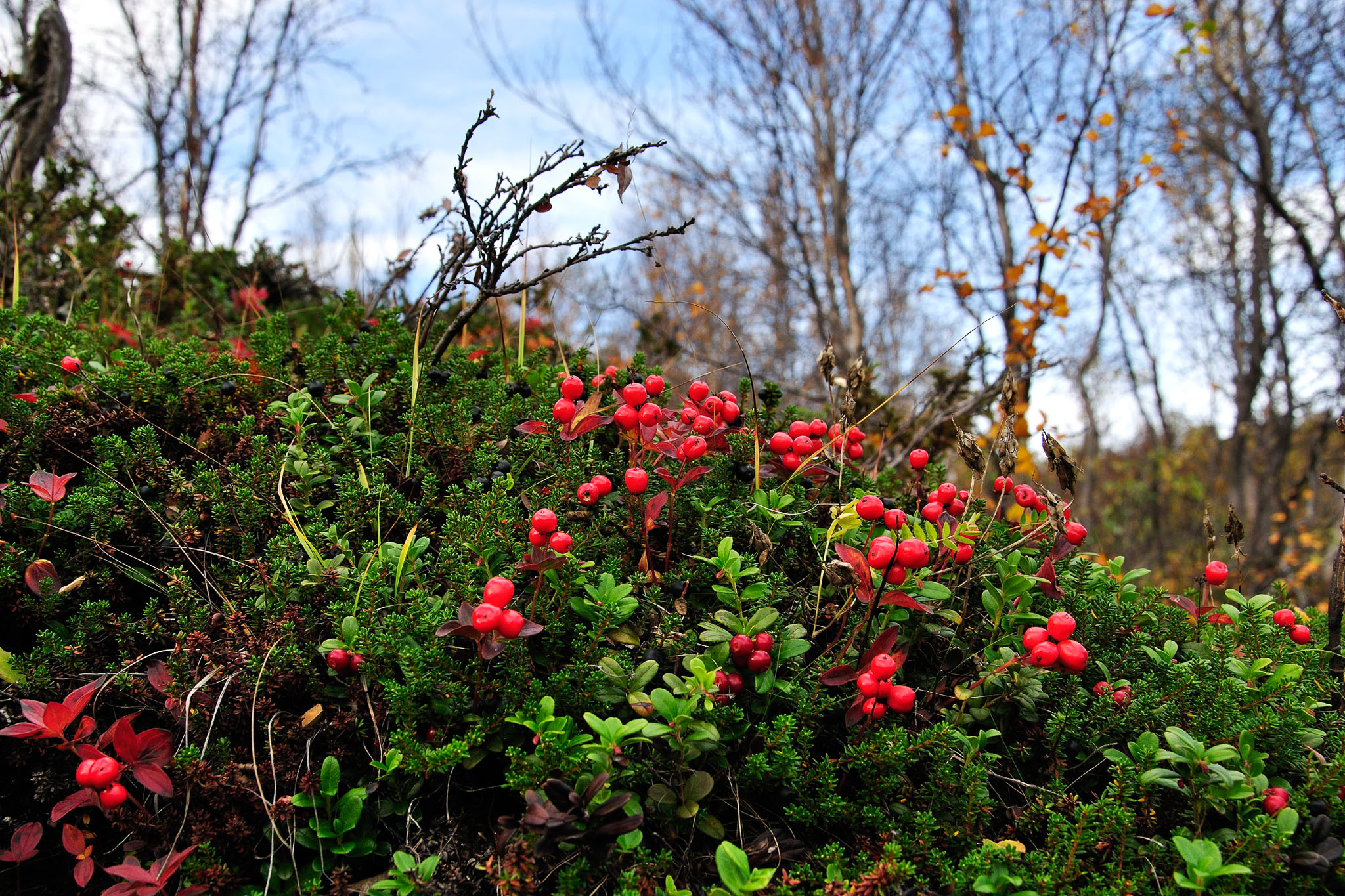 00032Abisko-sep2011.jpg