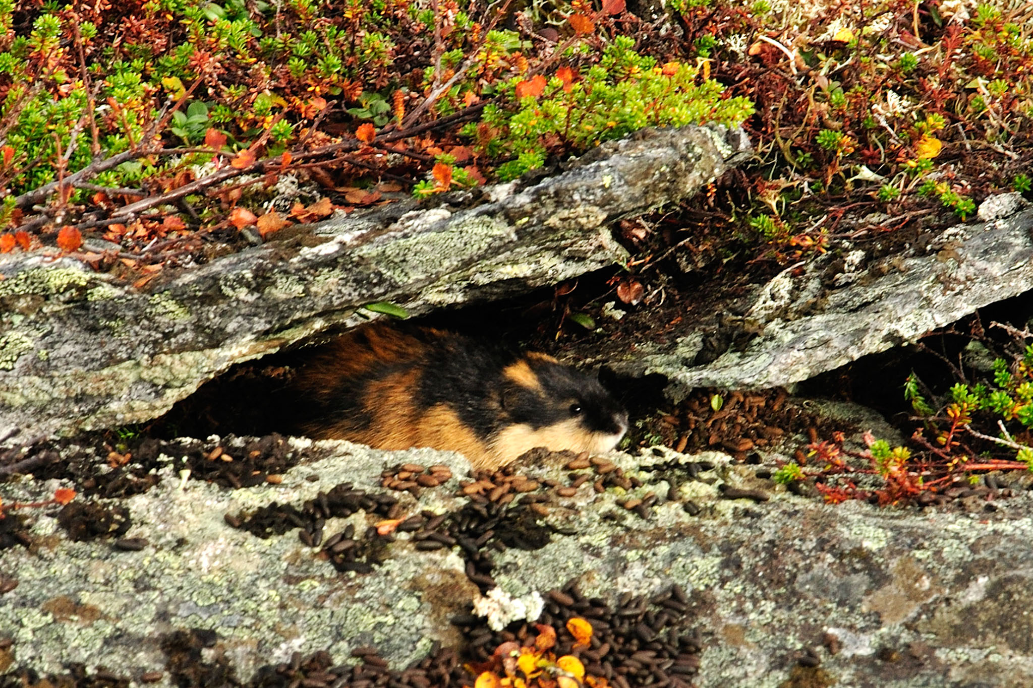 00045Abisko-sep2011.jpg