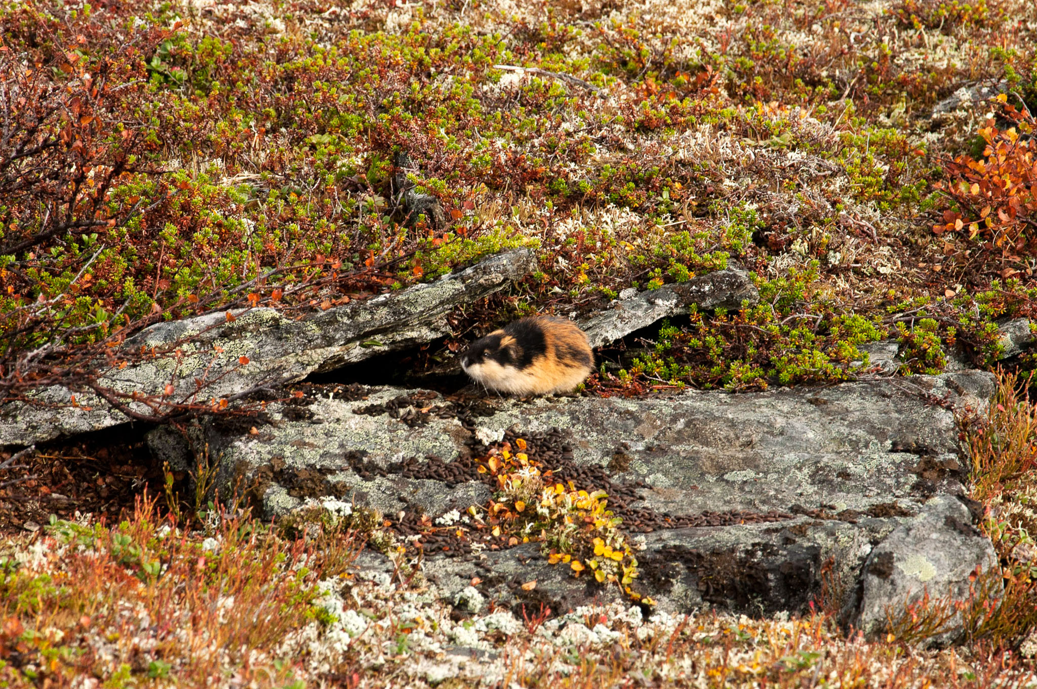 00046Abisko-sep2011.jpg