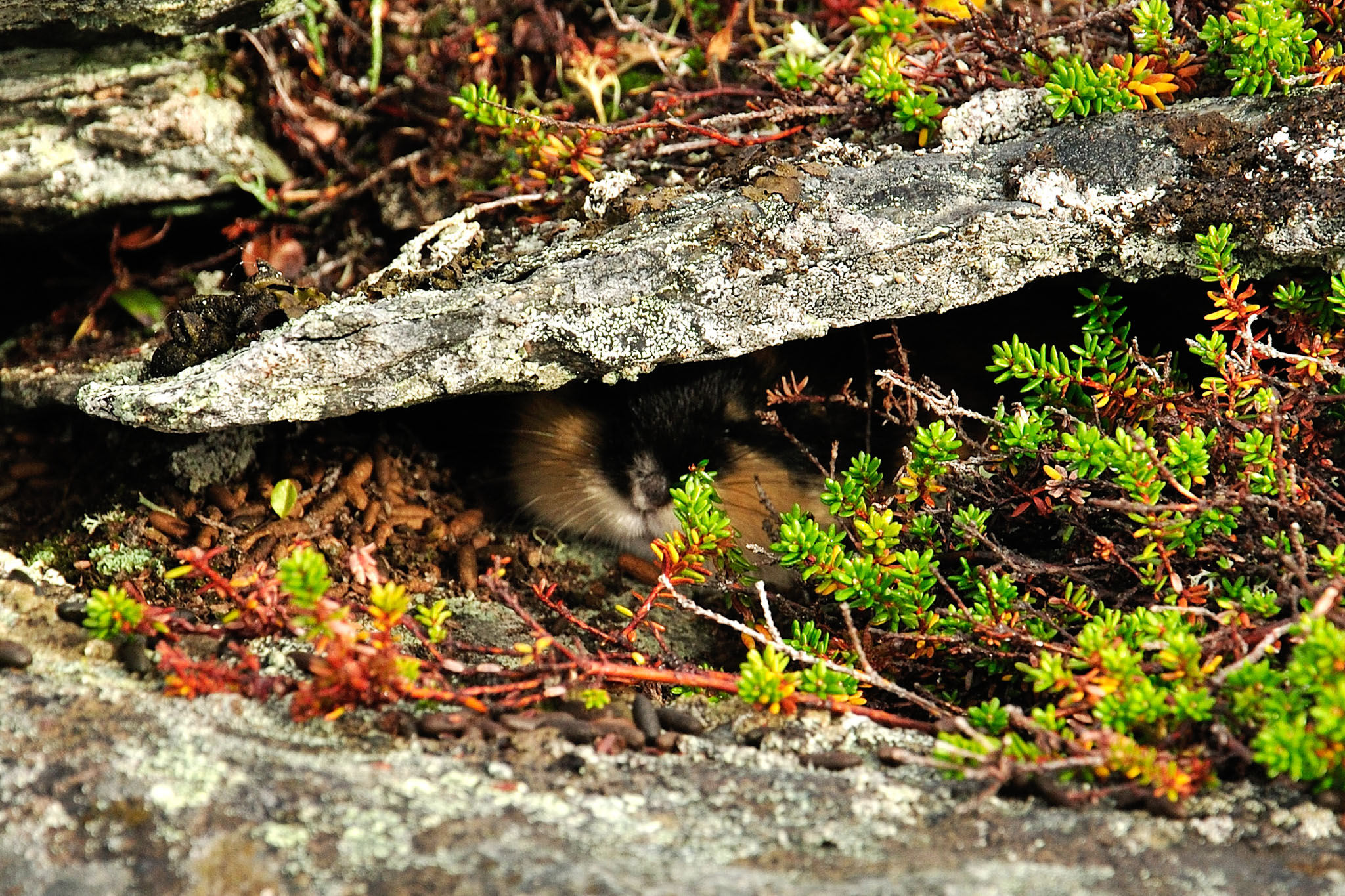 00047Abisko-sep2011.jpg