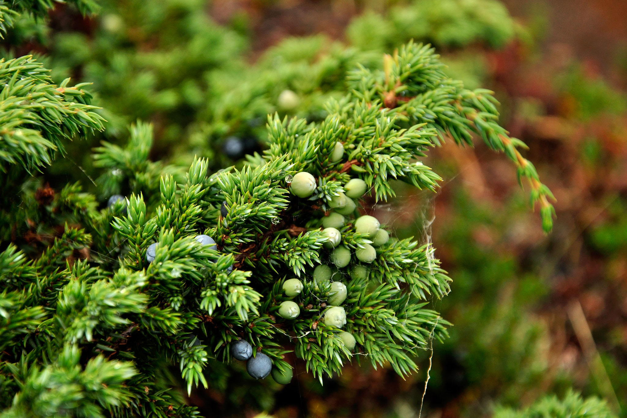 00052Abisko-sep2011.jpg