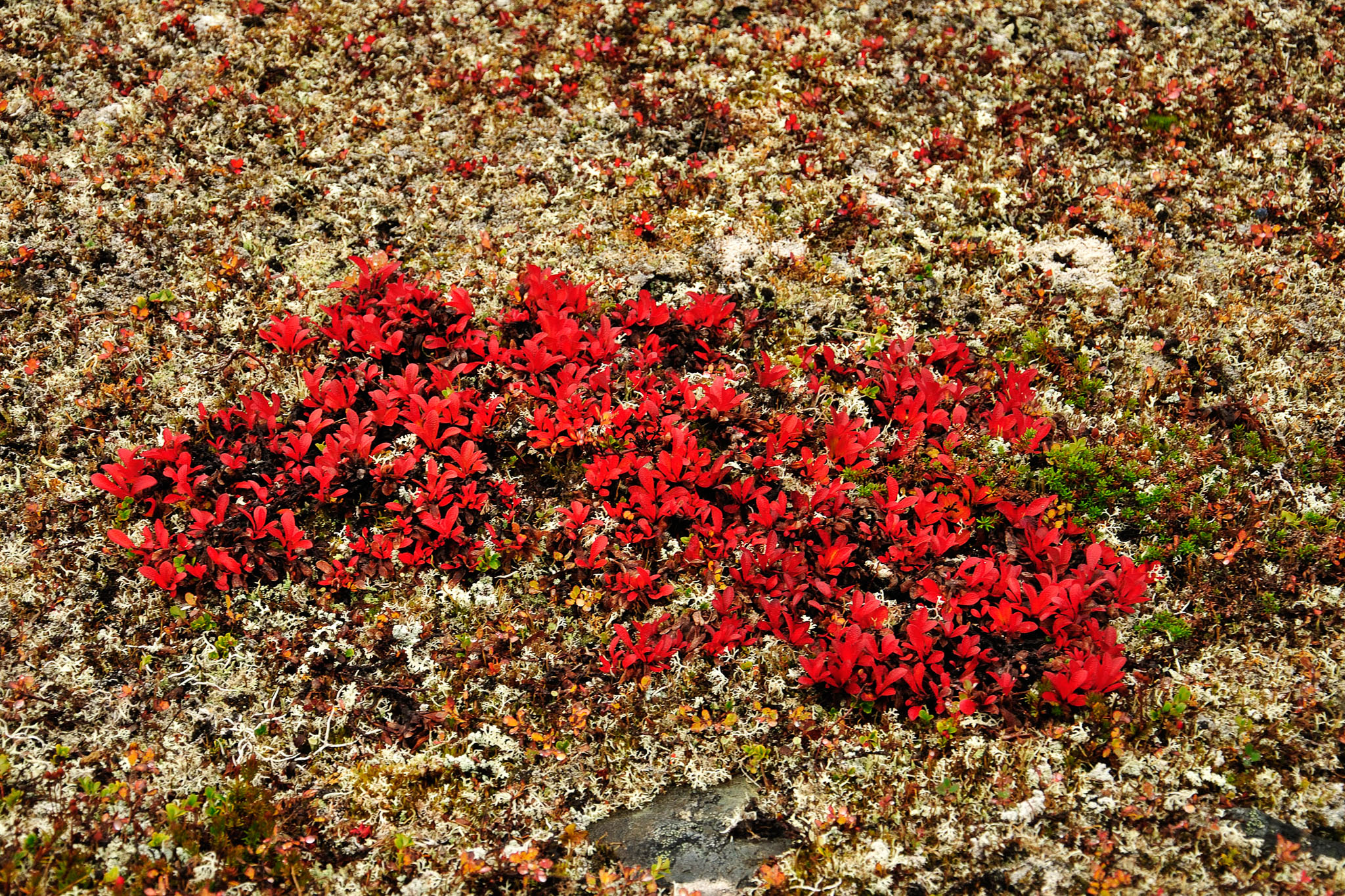 00066Abisko-sep2011.jpg