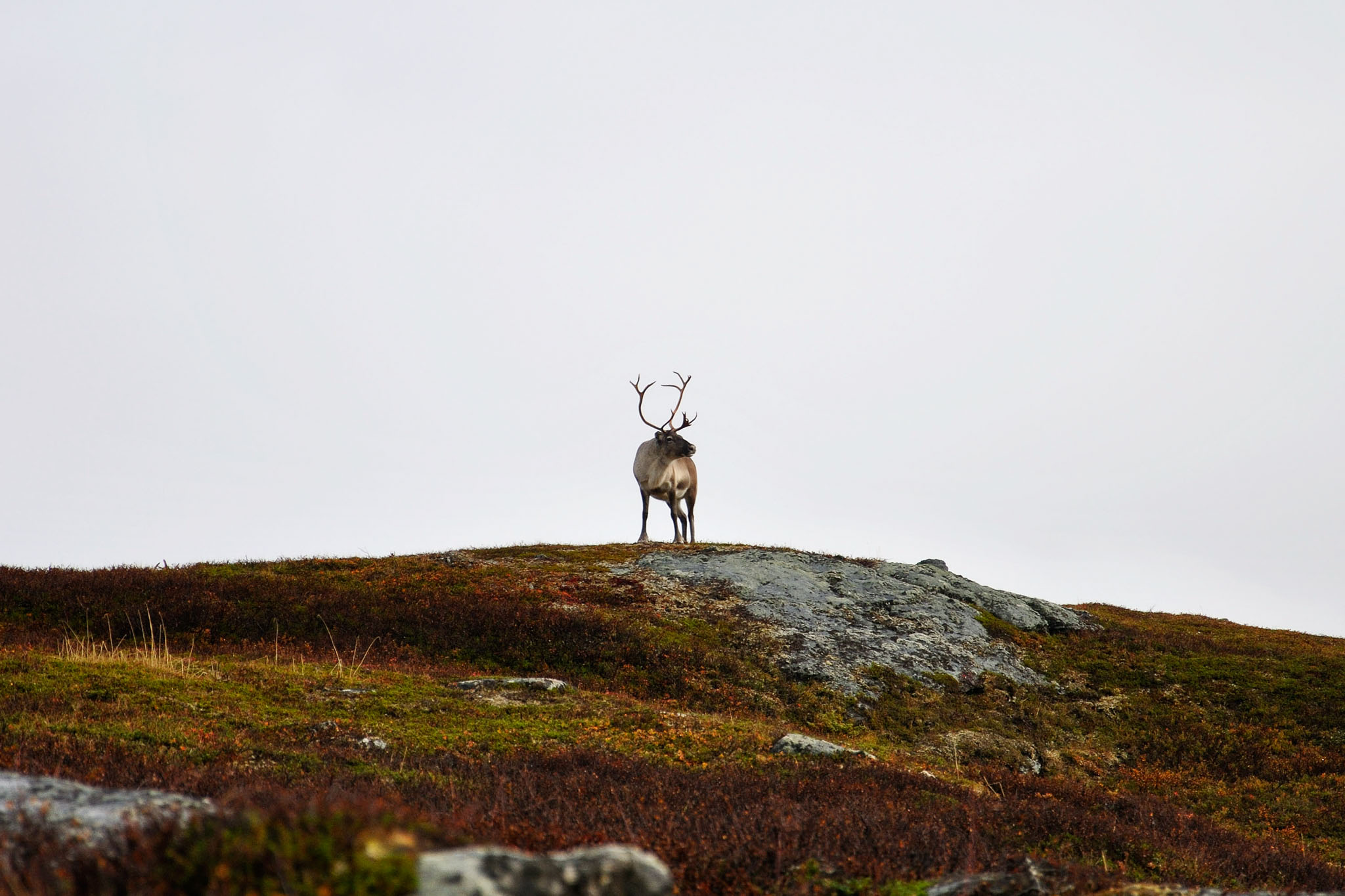 00072Abisko-sep2011.jpg