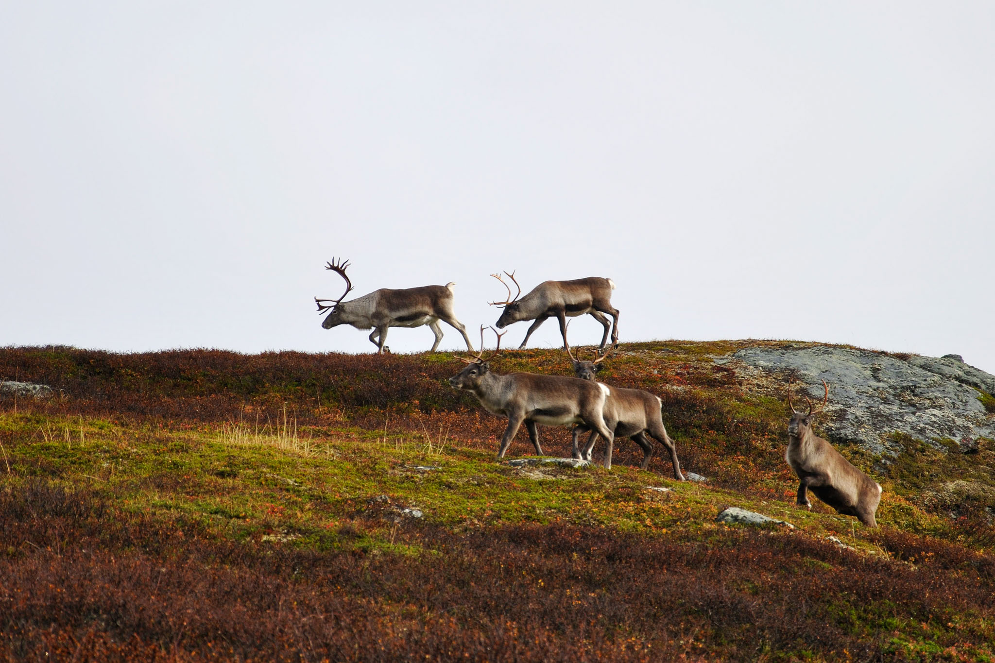 00073Abisko-sep2011.jpg