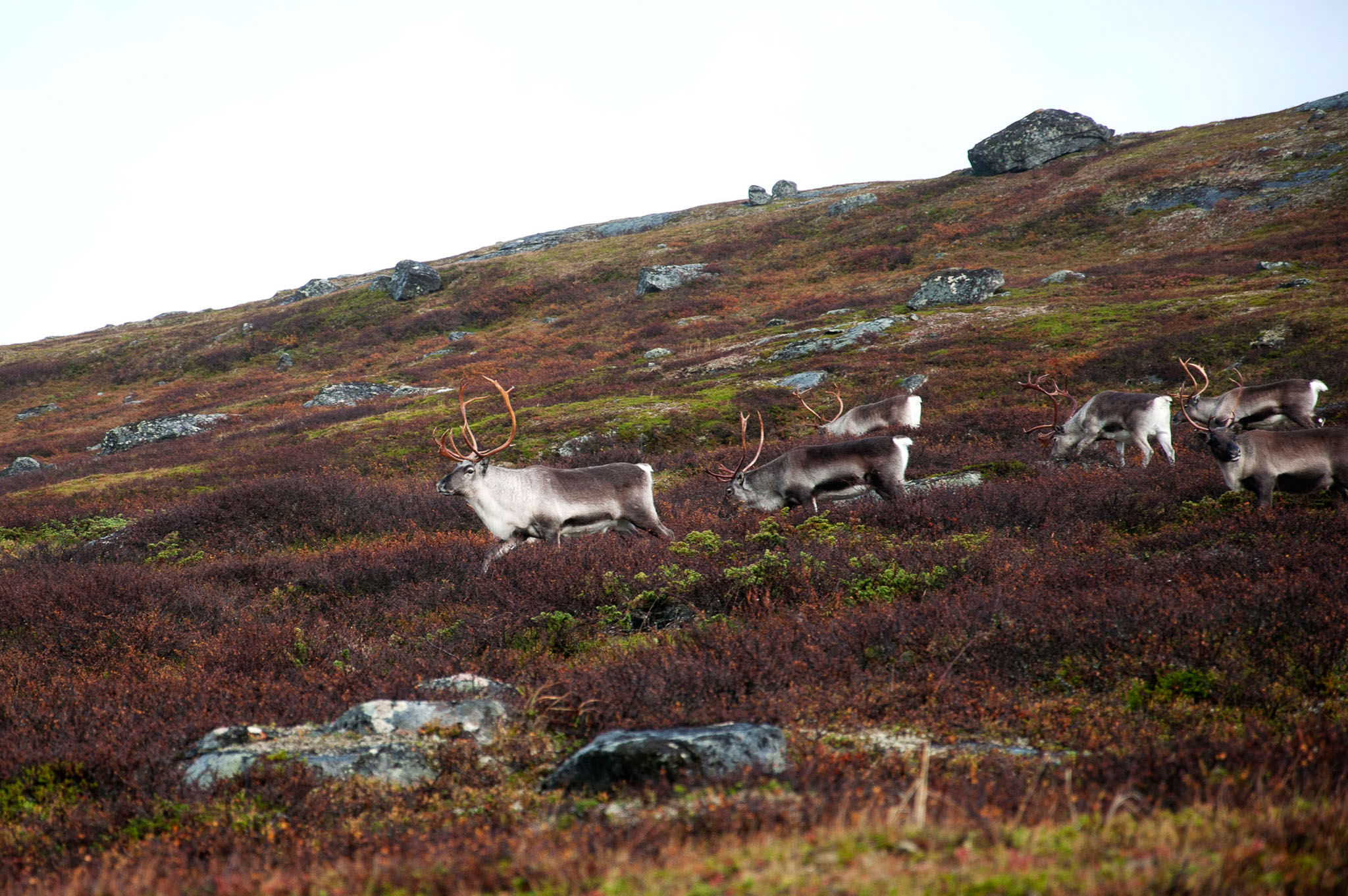 00074Abisko-sep2011.jpg