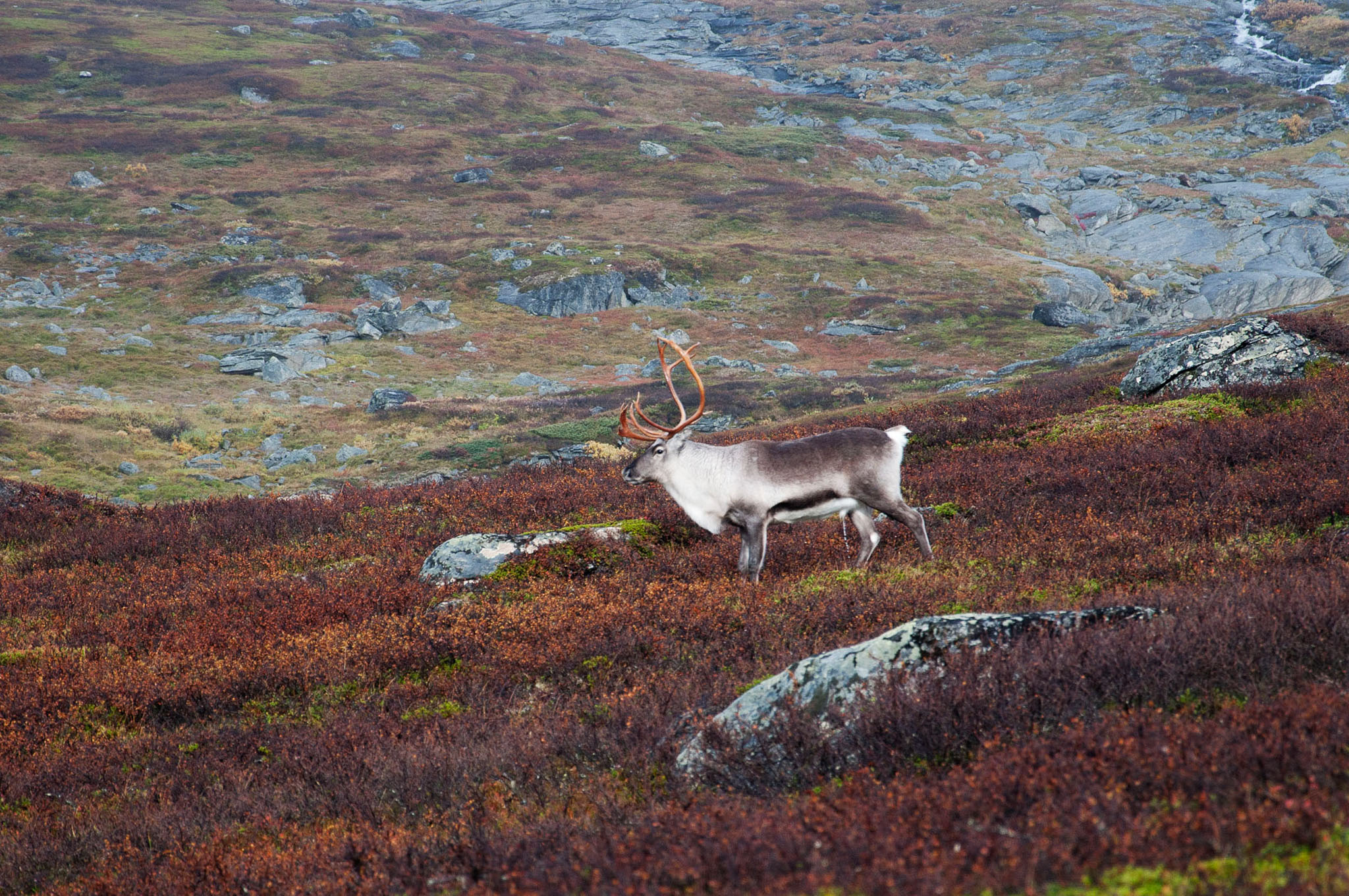 00075Abisko-sep2011.jpg