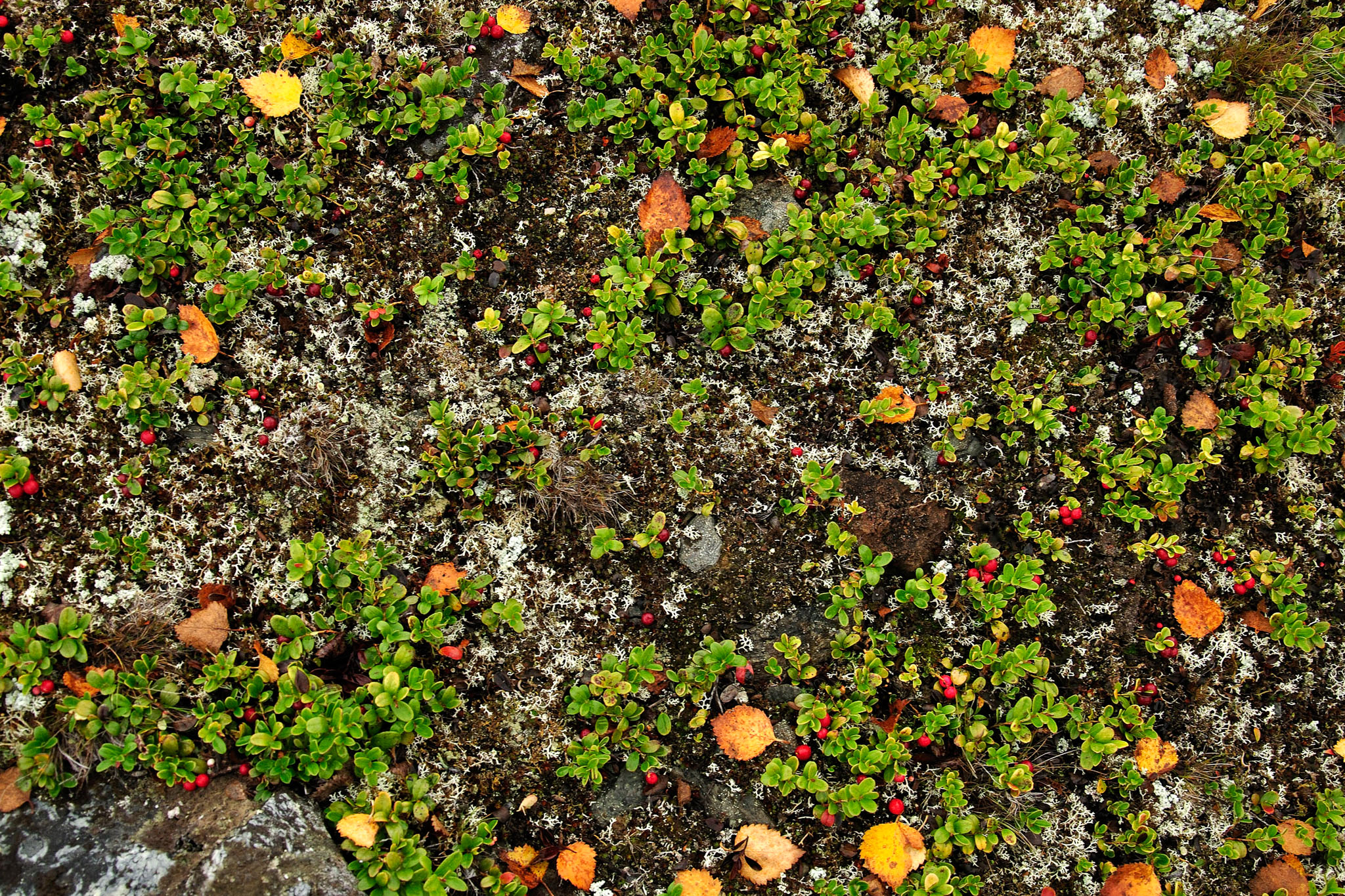 00091Abisko-sep2011.jpg