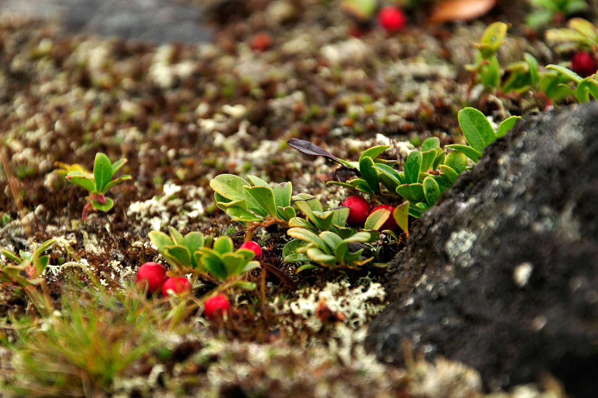 00092Abisko-sep2011.jpg