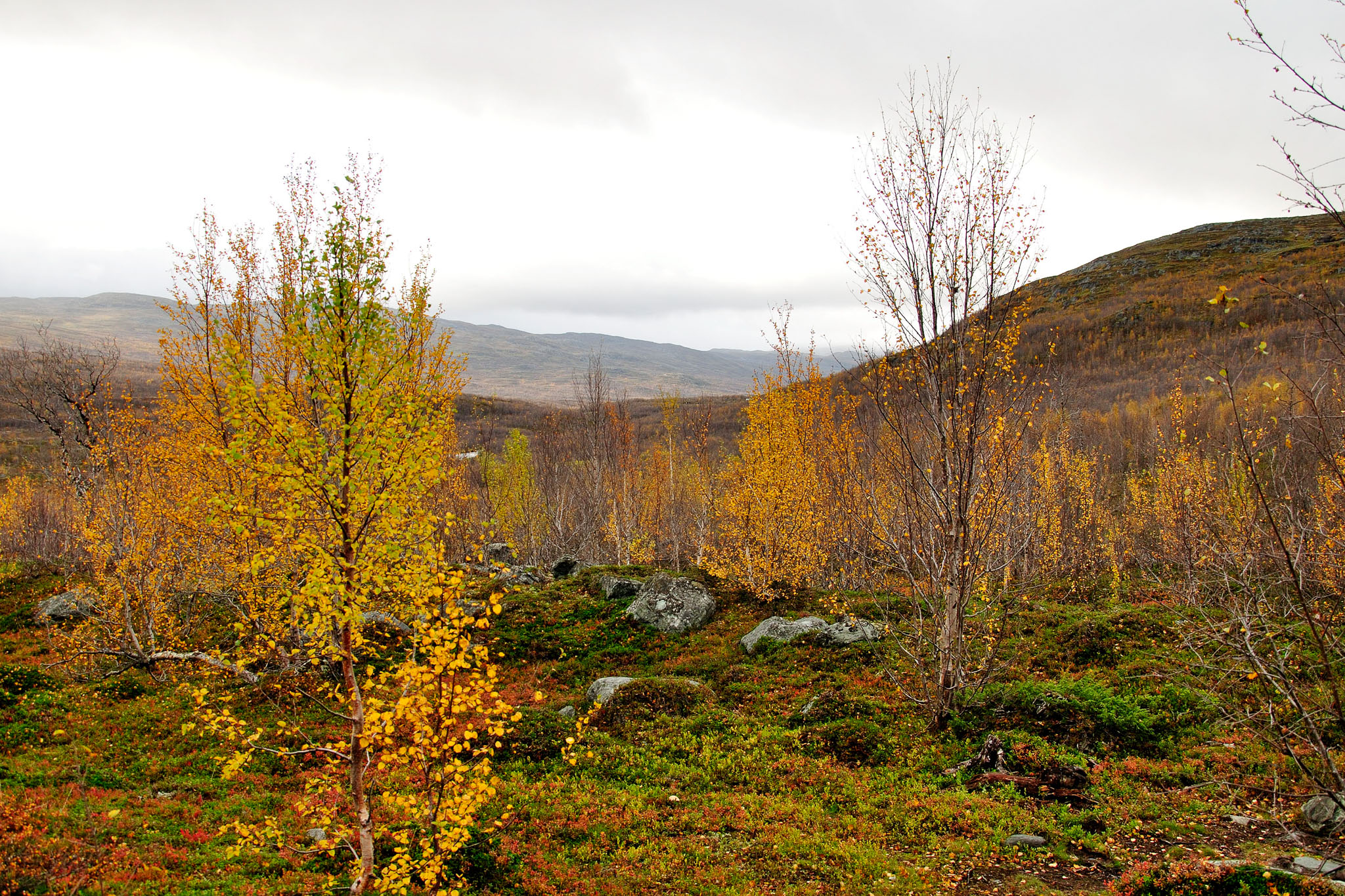 00093Abisko-sep2011.jpg