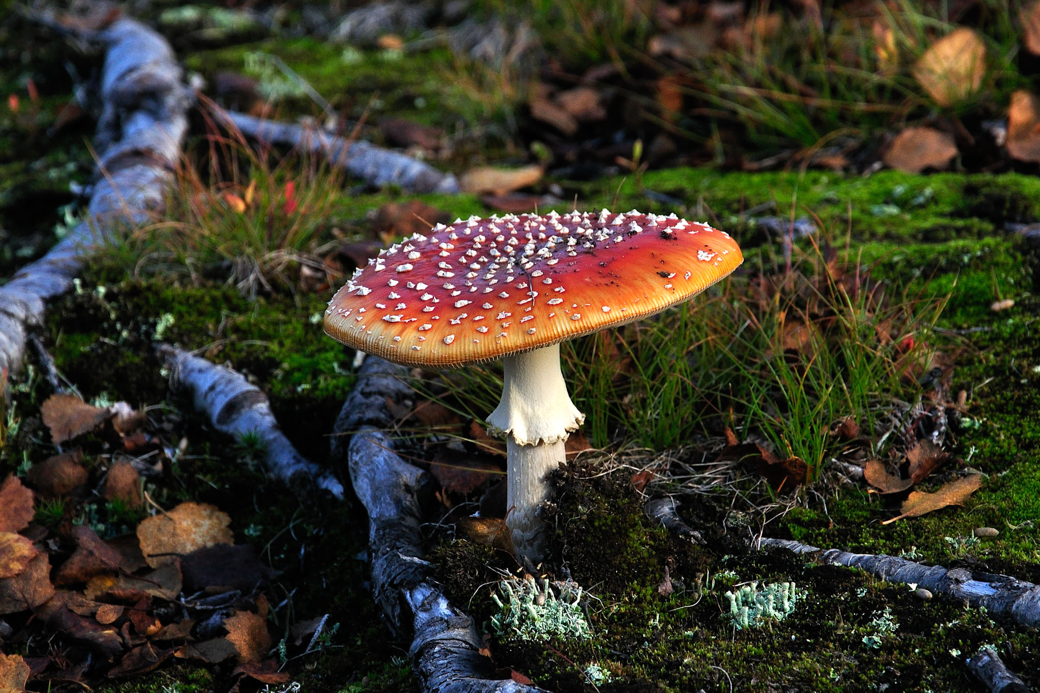 00113Abisko-sep2011.jpg