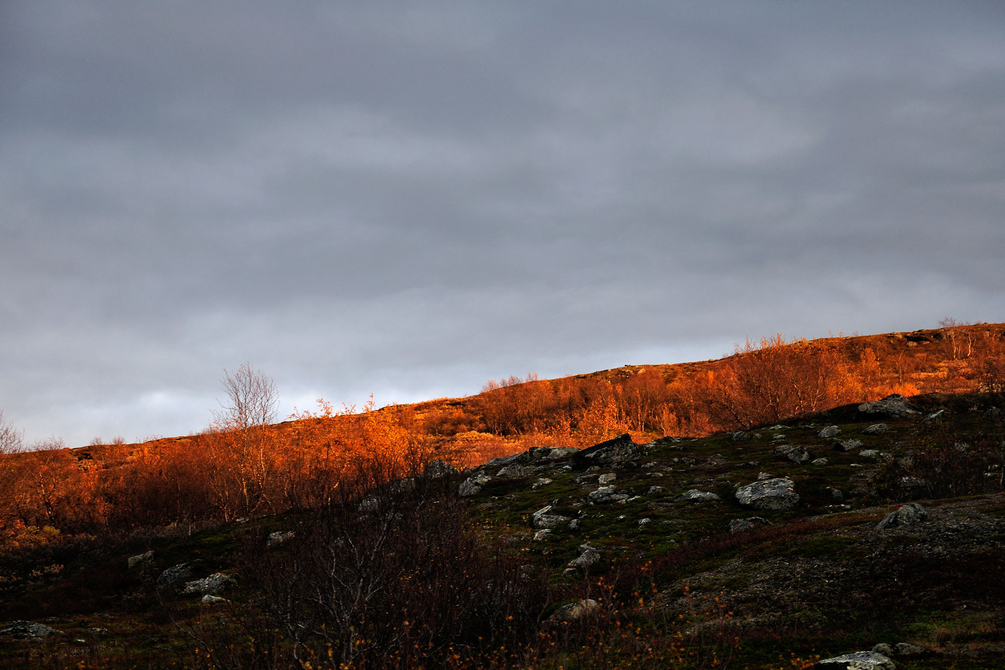 00125Abisko-sep2011.jpg