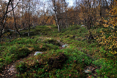 00023Abisko-sep2011.jpg