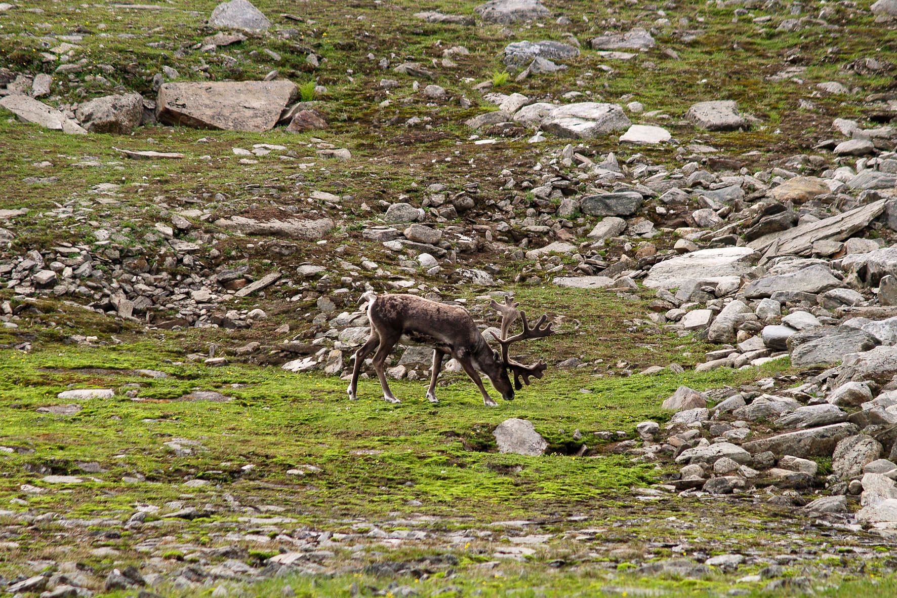 Abisko2008205.jpg