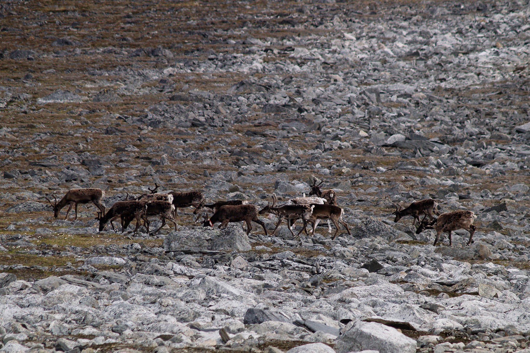 Abisko2008220.jpg