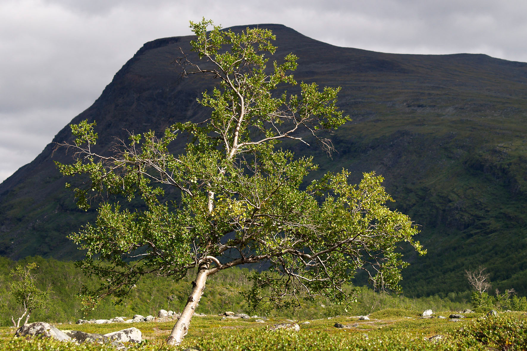 Abisko2008397.jpg