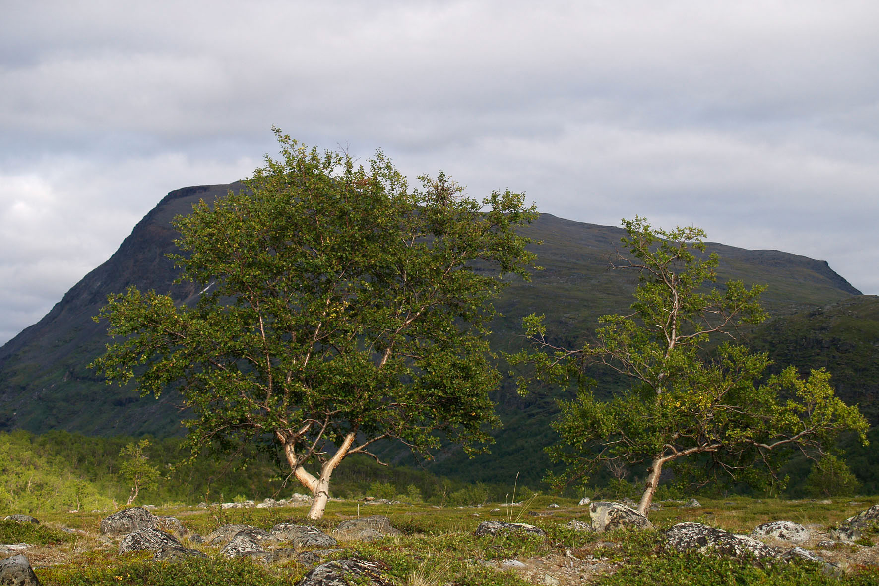 Abisko2008402.jpg