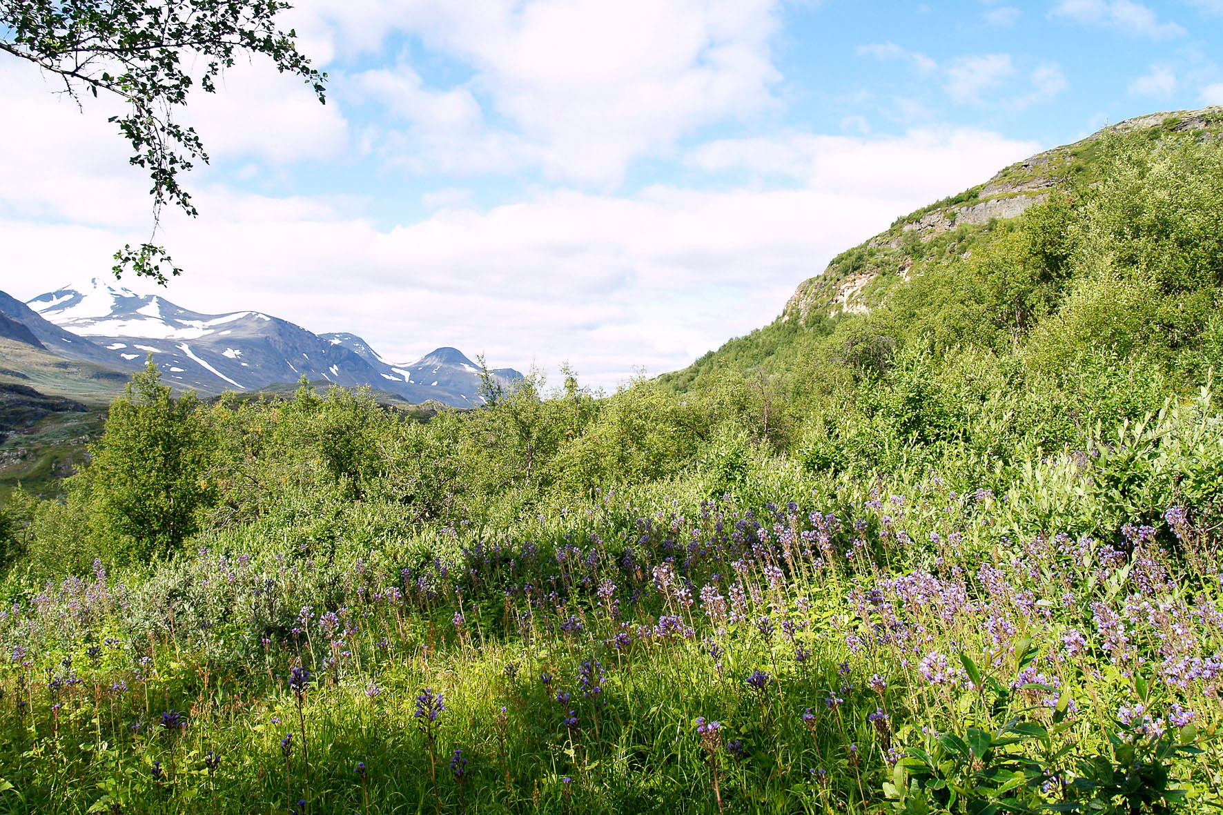 Abisko2008432.jpg