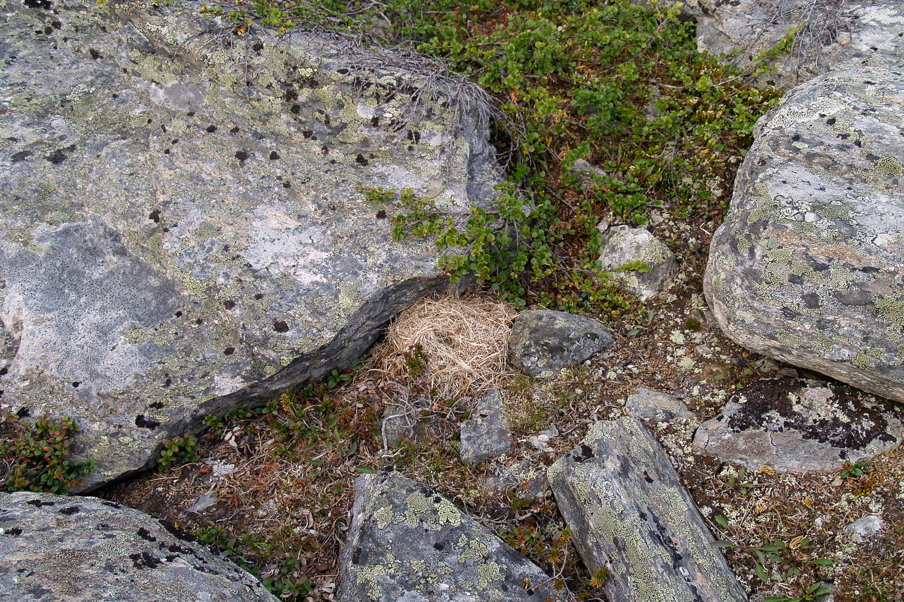 Abisko2008471.jpg