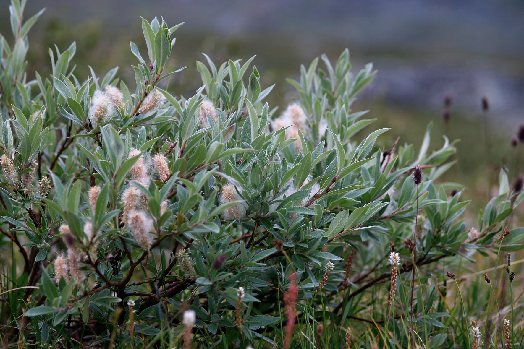 Abisko2008476.jpg