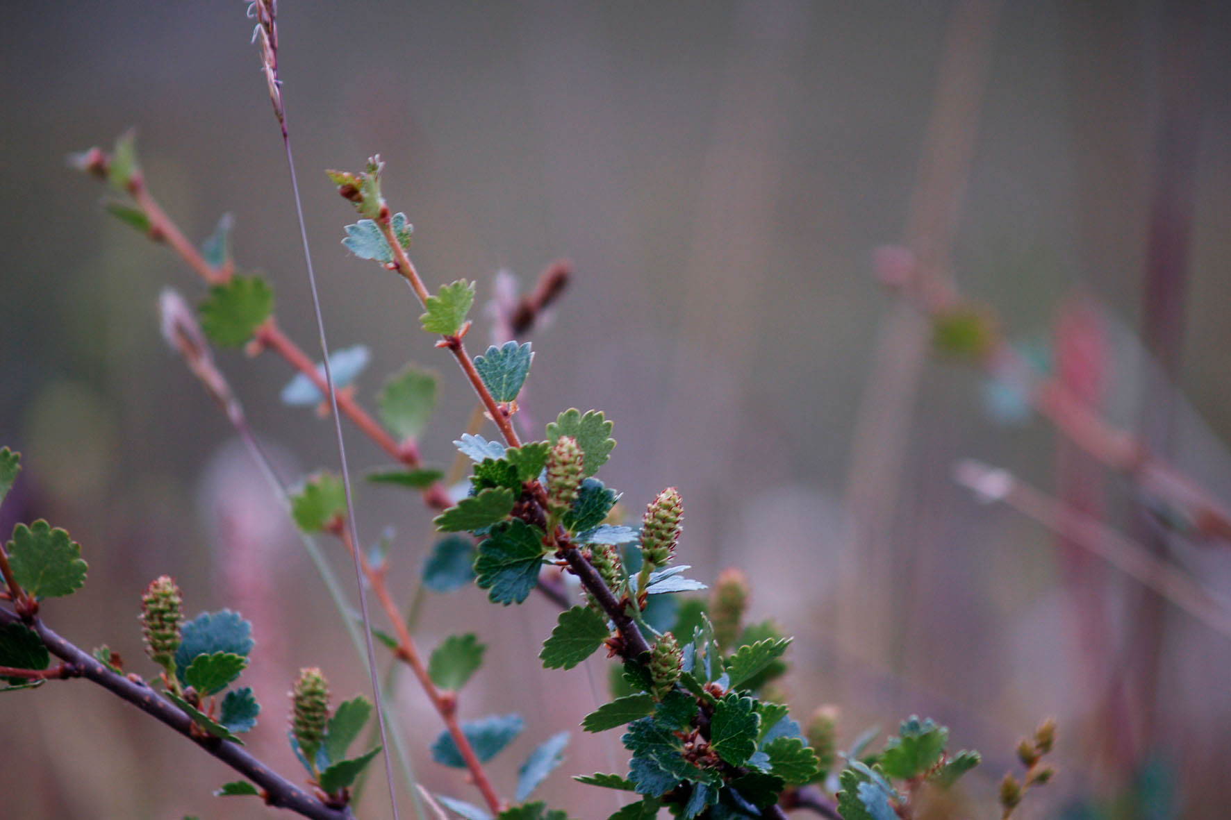 Abisko2008489.jpg