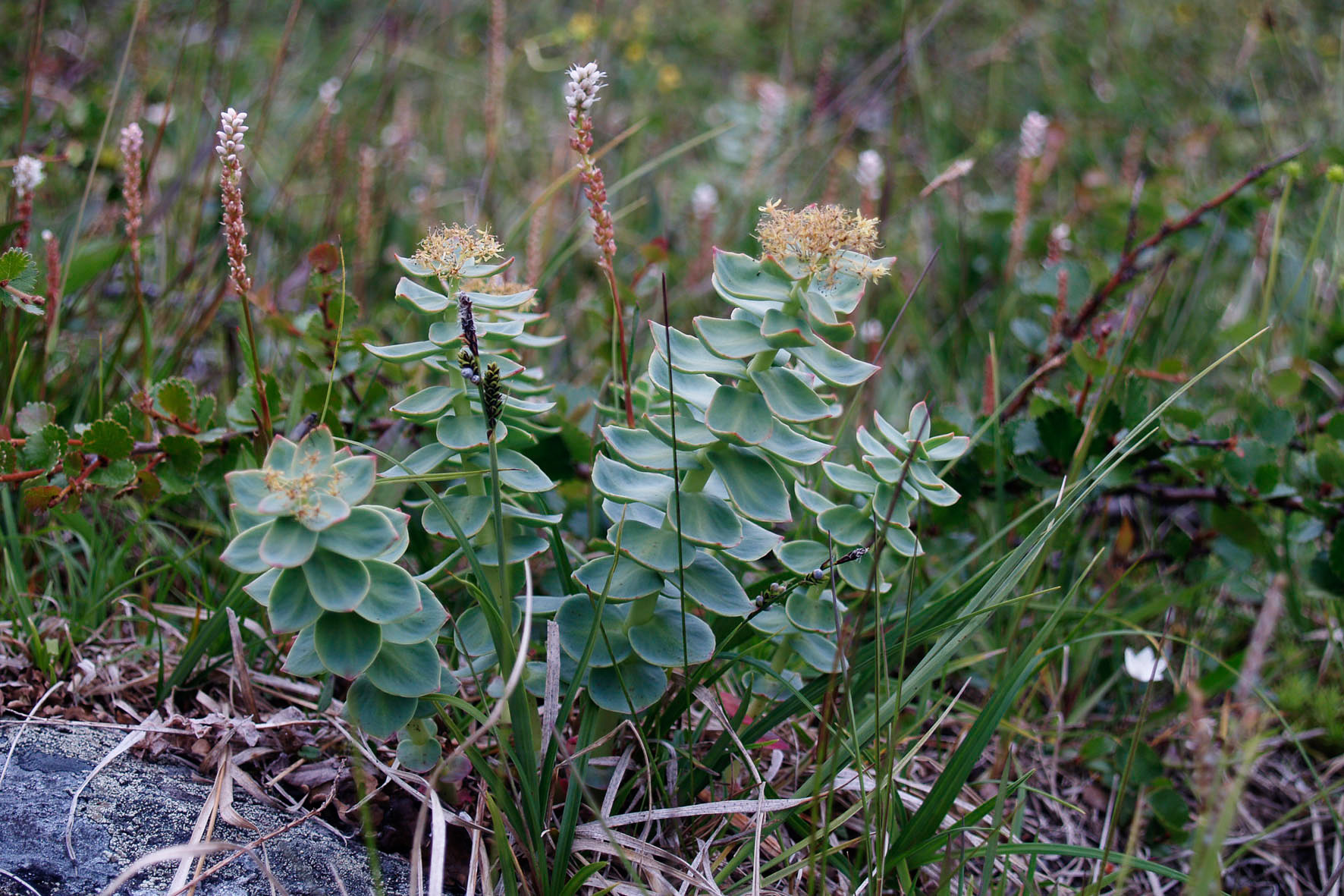 Abisko2008496.jpg