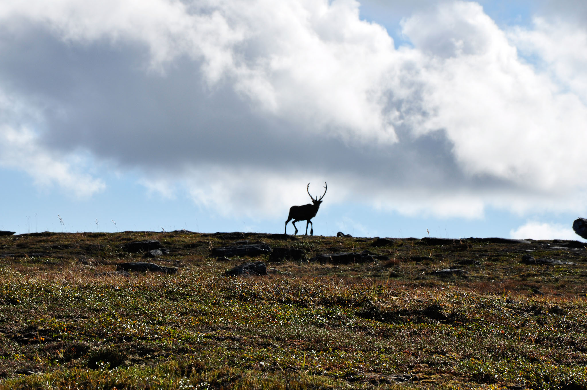 Abisko-2013_-181.jpg