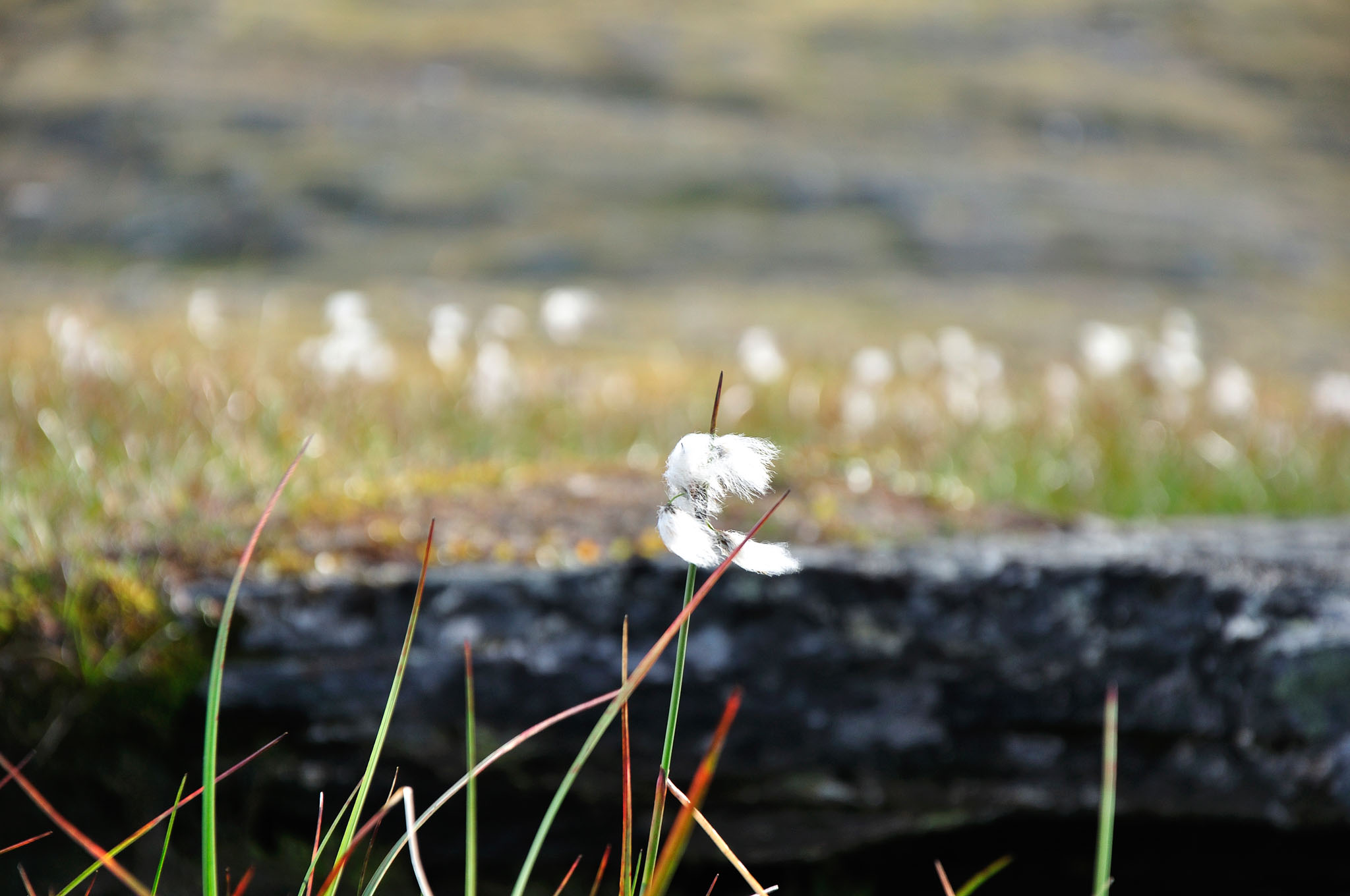 Abisko-2013_-24.jpg