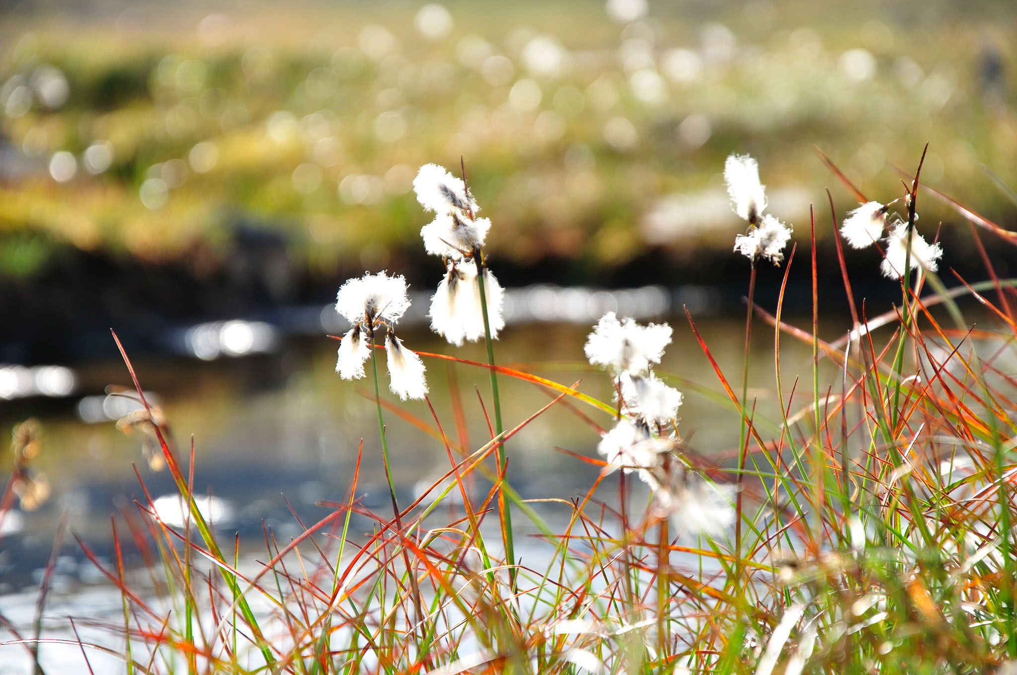 Abisko-2013_-25.jpg