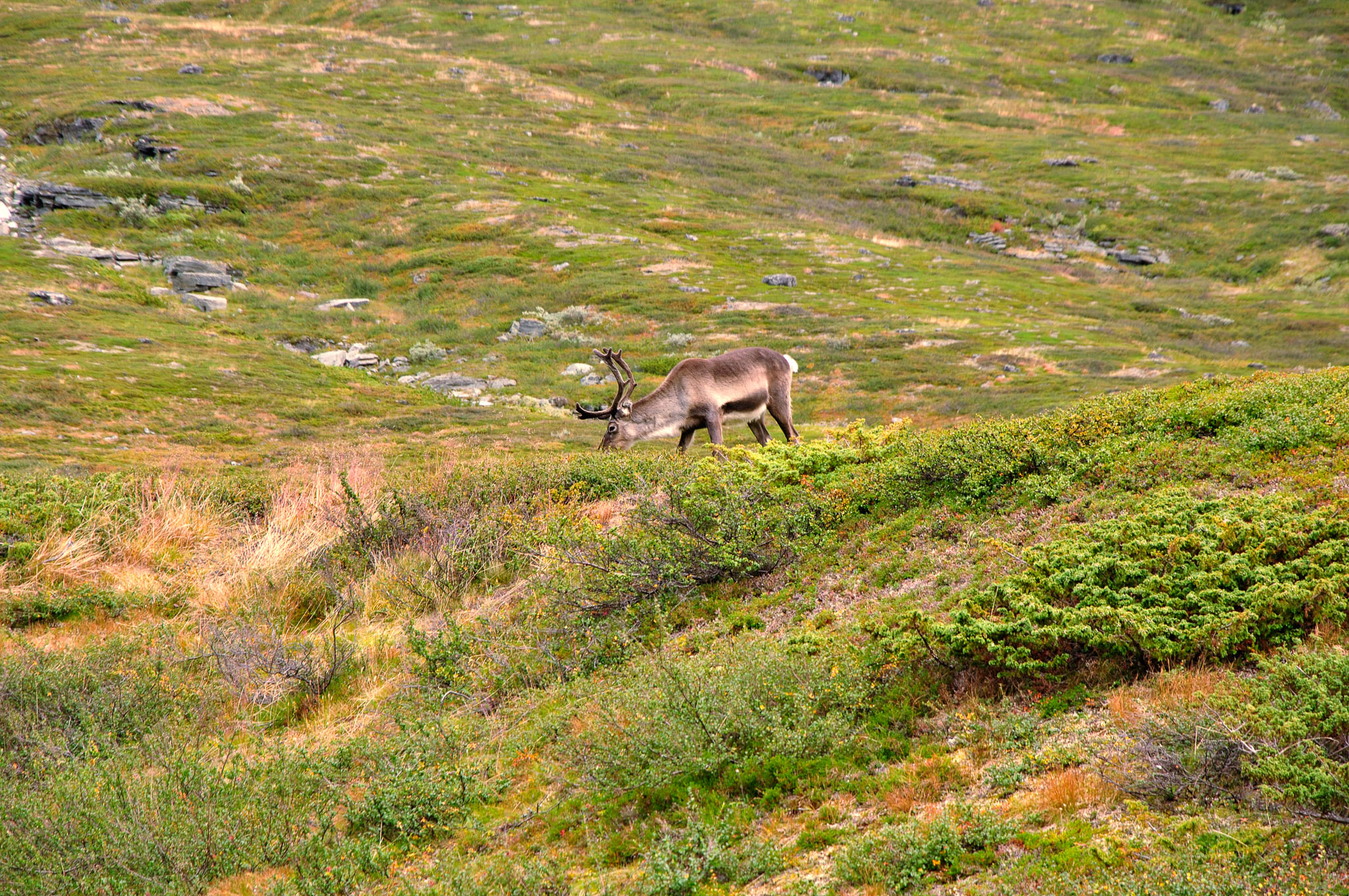 Abisko-2013_-274.jpg