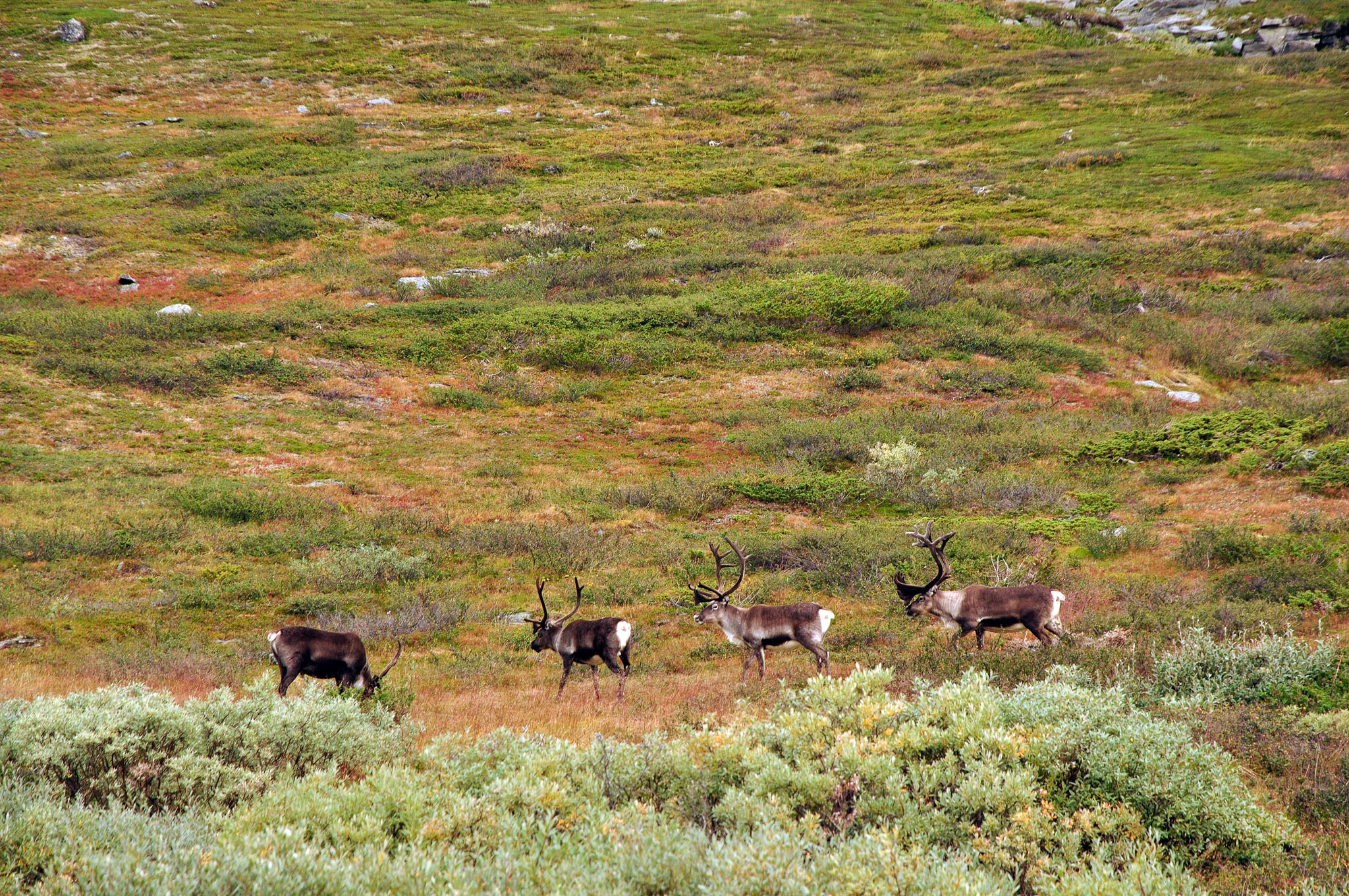 Abisko-2013_-275.jpg