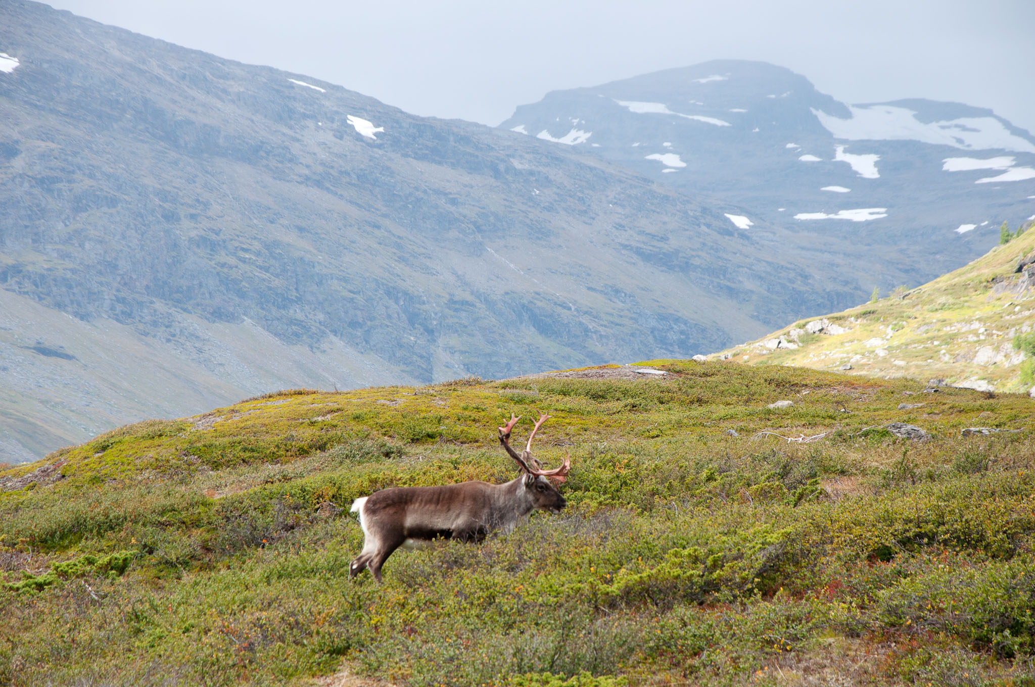 Abisko-2013_-277.jpg