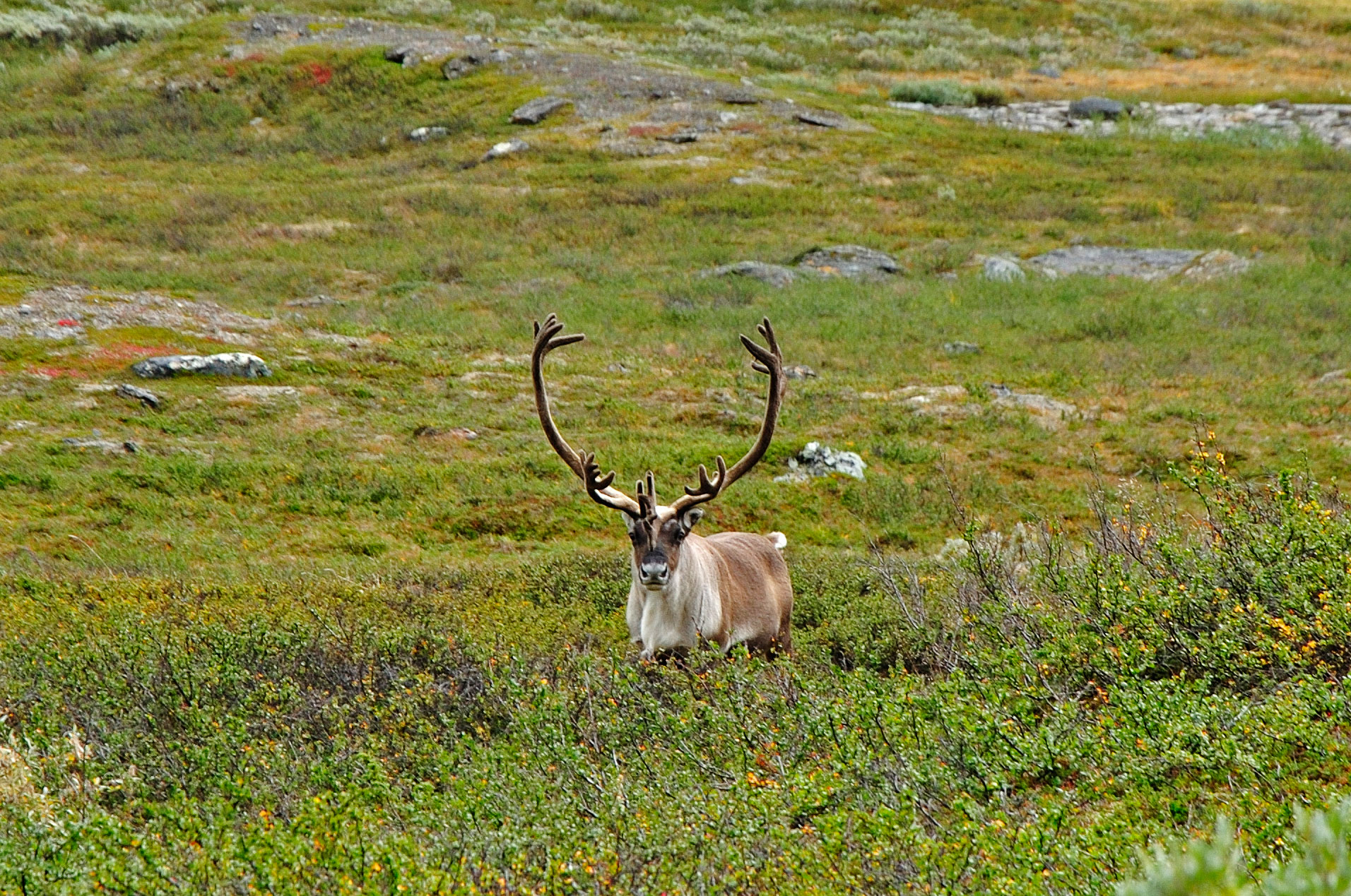 Abisko-2013_-281.jpg