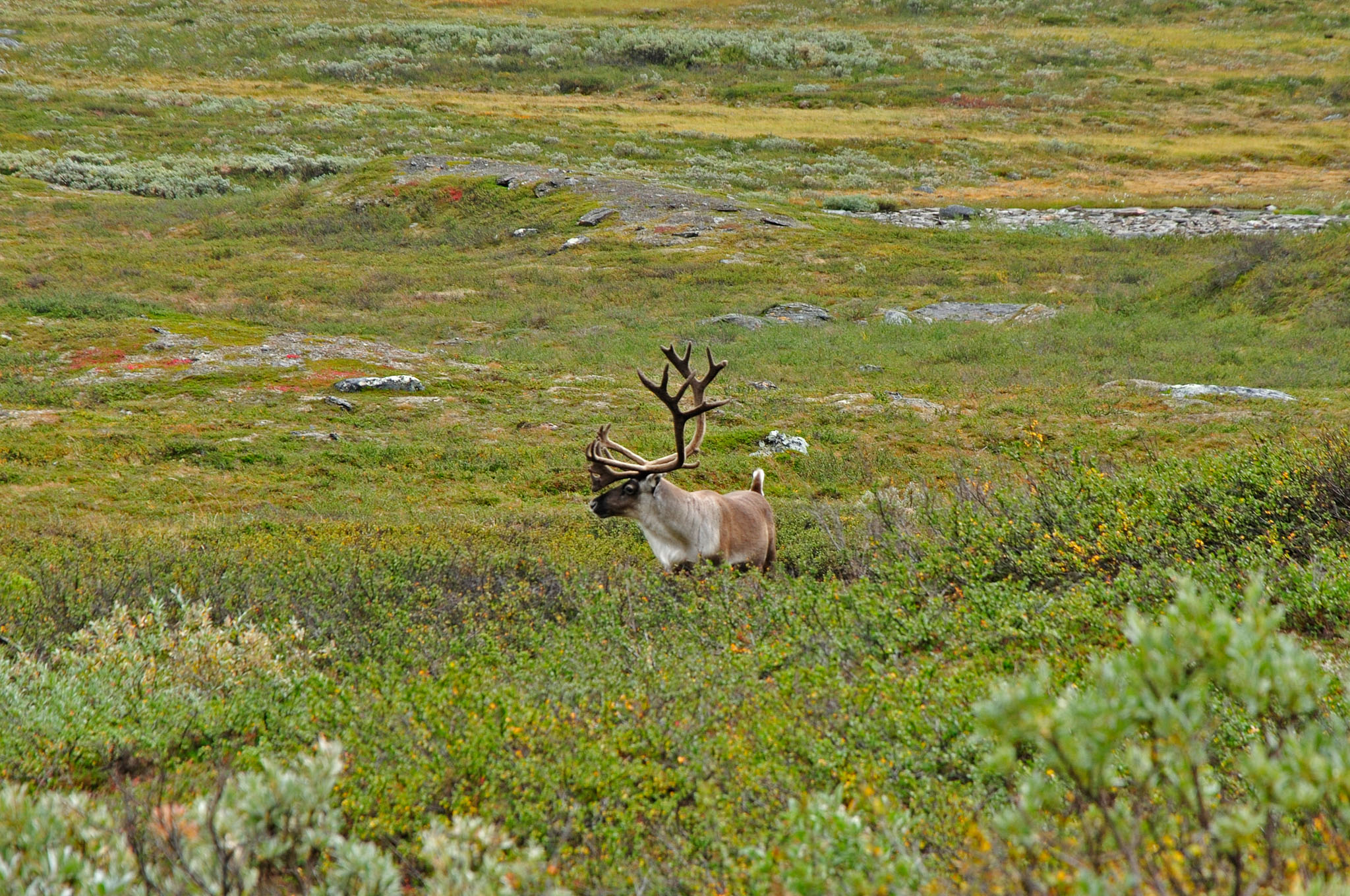 Abisko-2013_-282.jpg