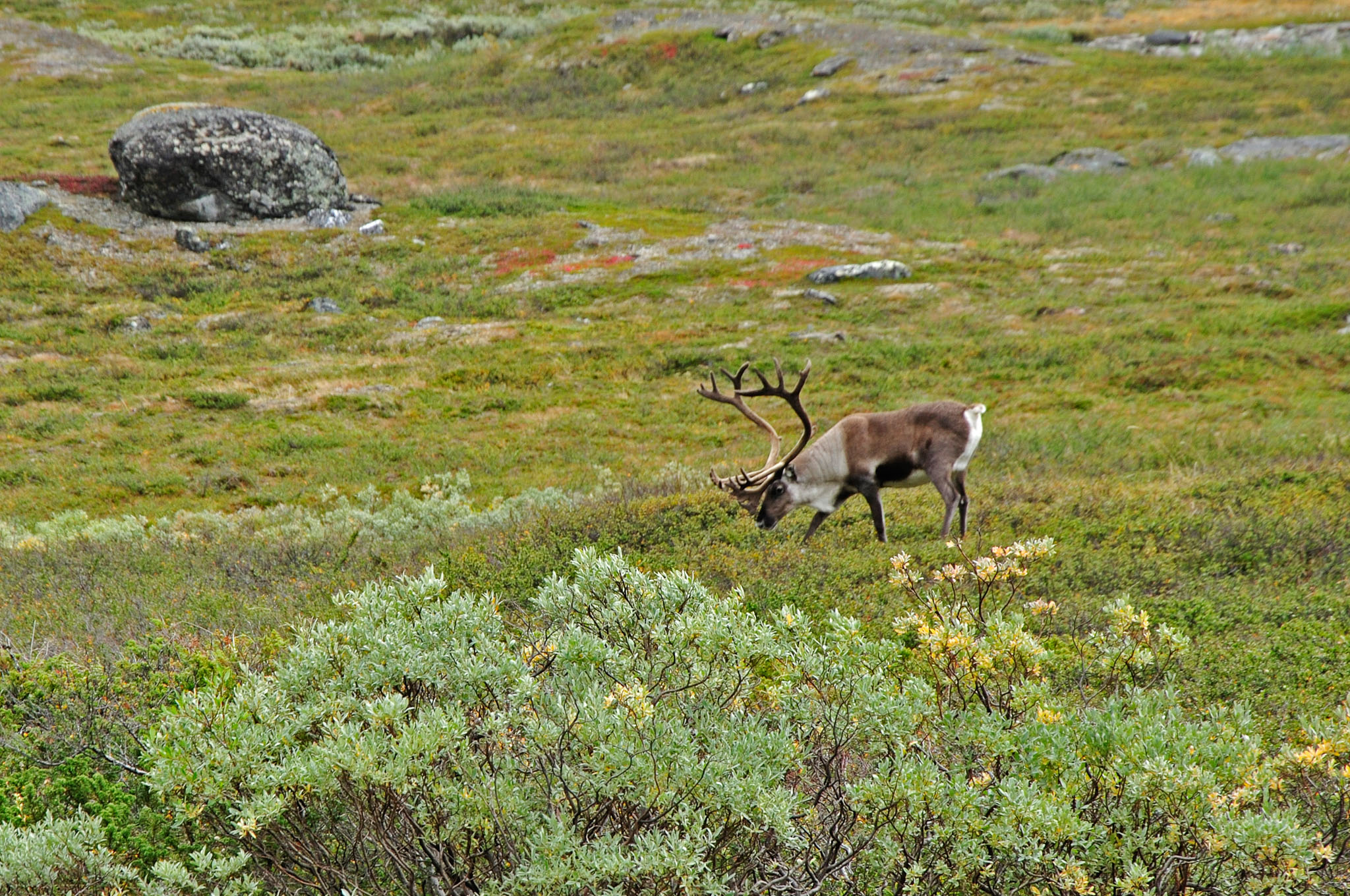 Abisko-2013_-283.jpg