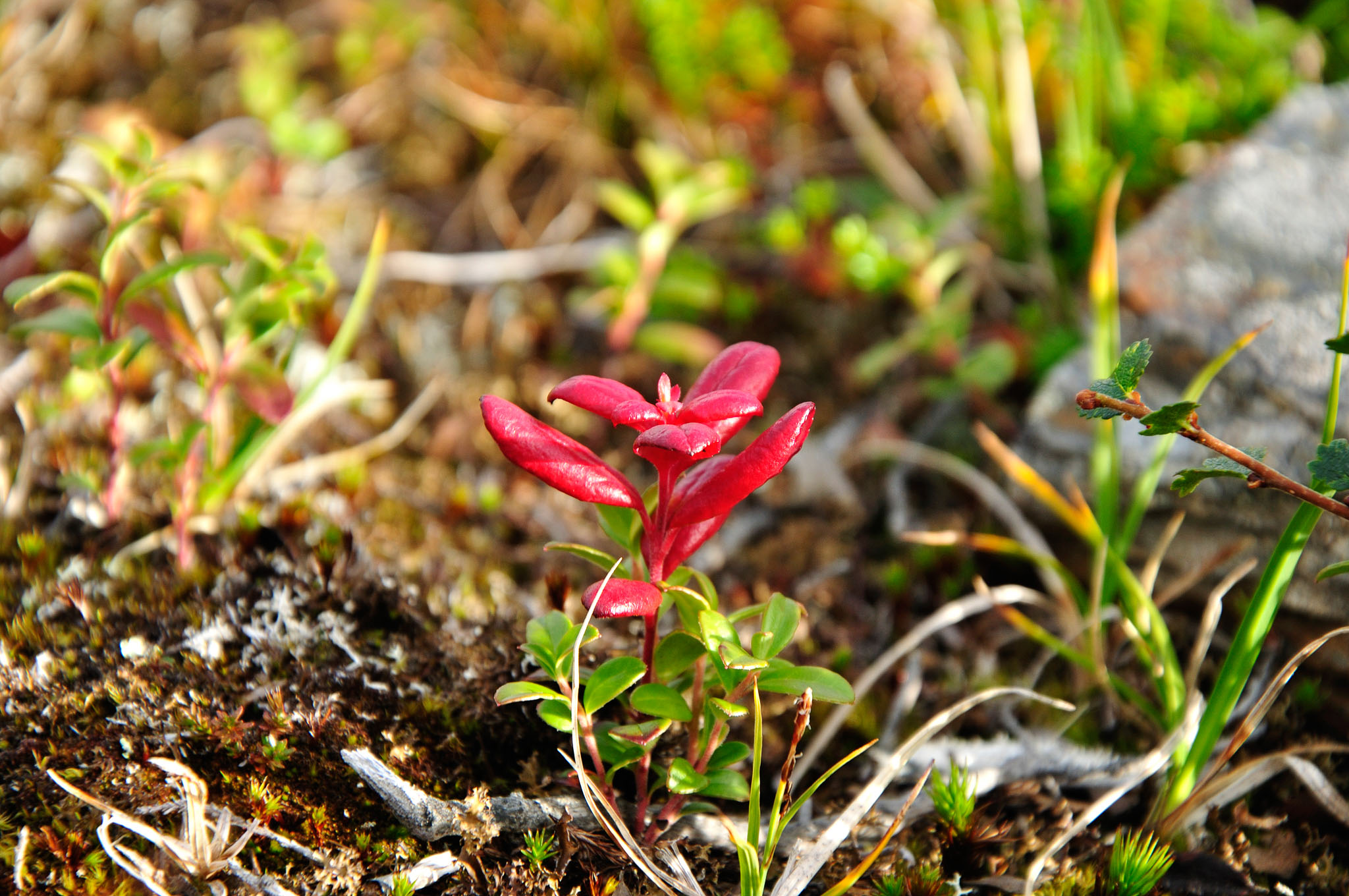 Abisko-2013_-295.jpg