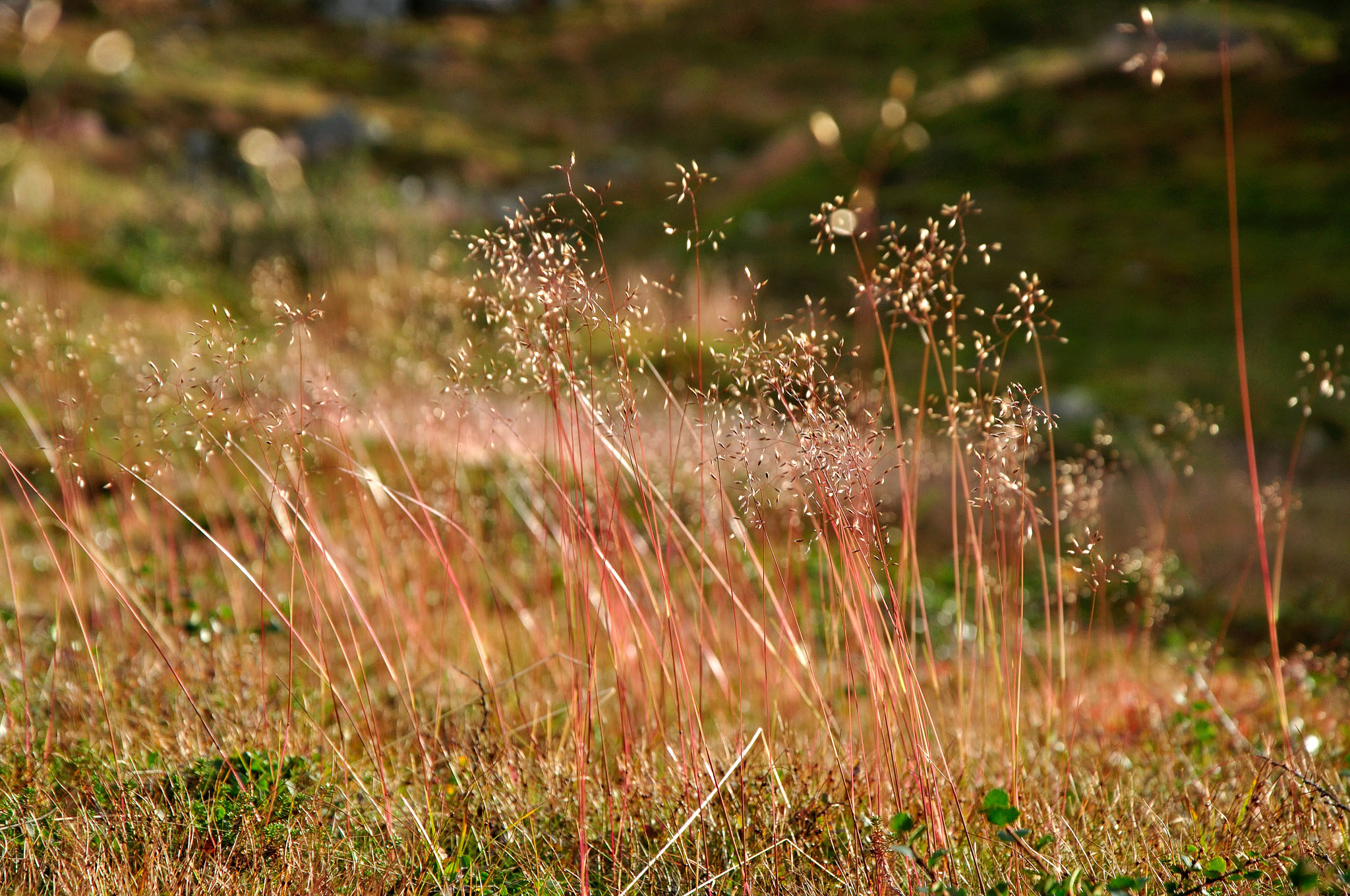 Abisko-2013_-297.jpg