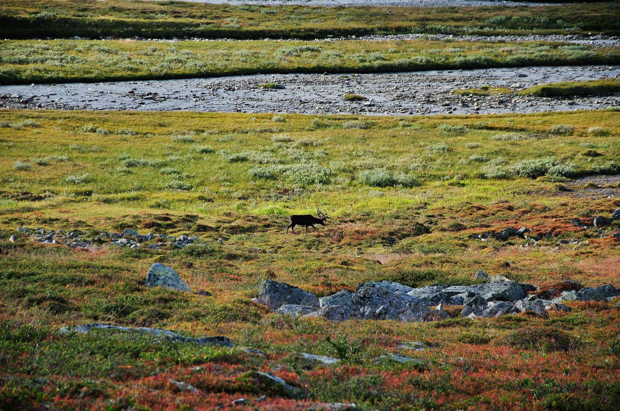 Abisko-2013_-31.jpg