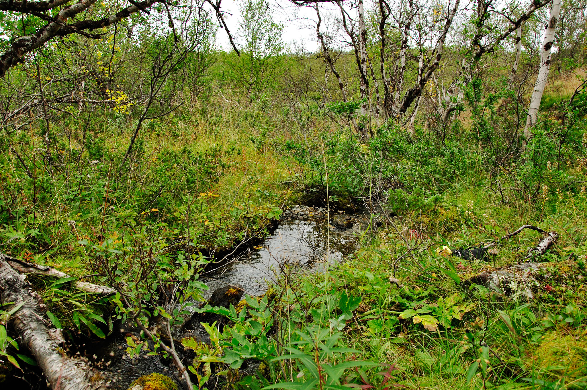 Abisko-2013_-360.jpg