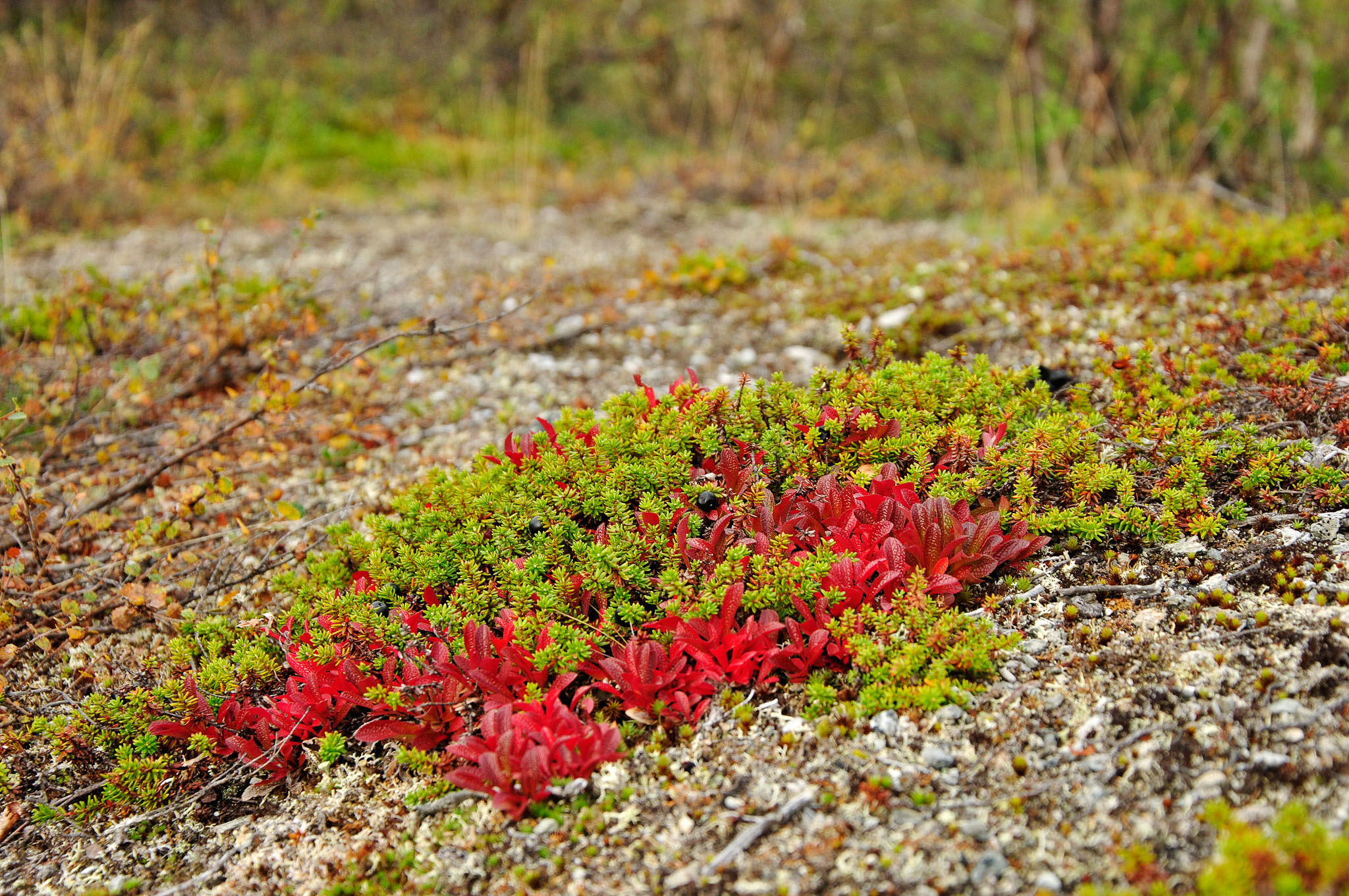 Abisko-2013_-365.jpg