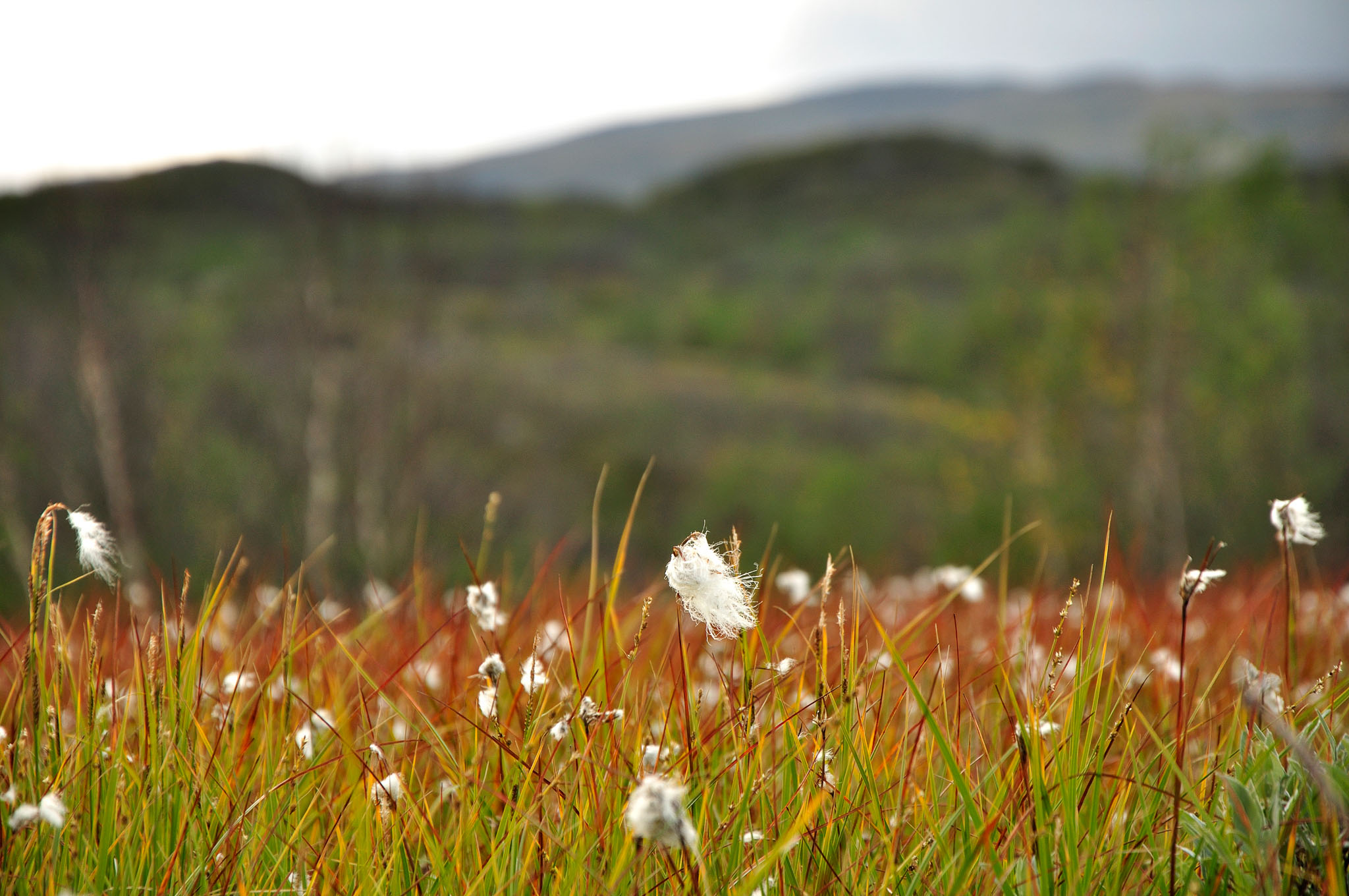 Abisko-2013_-369.jpg