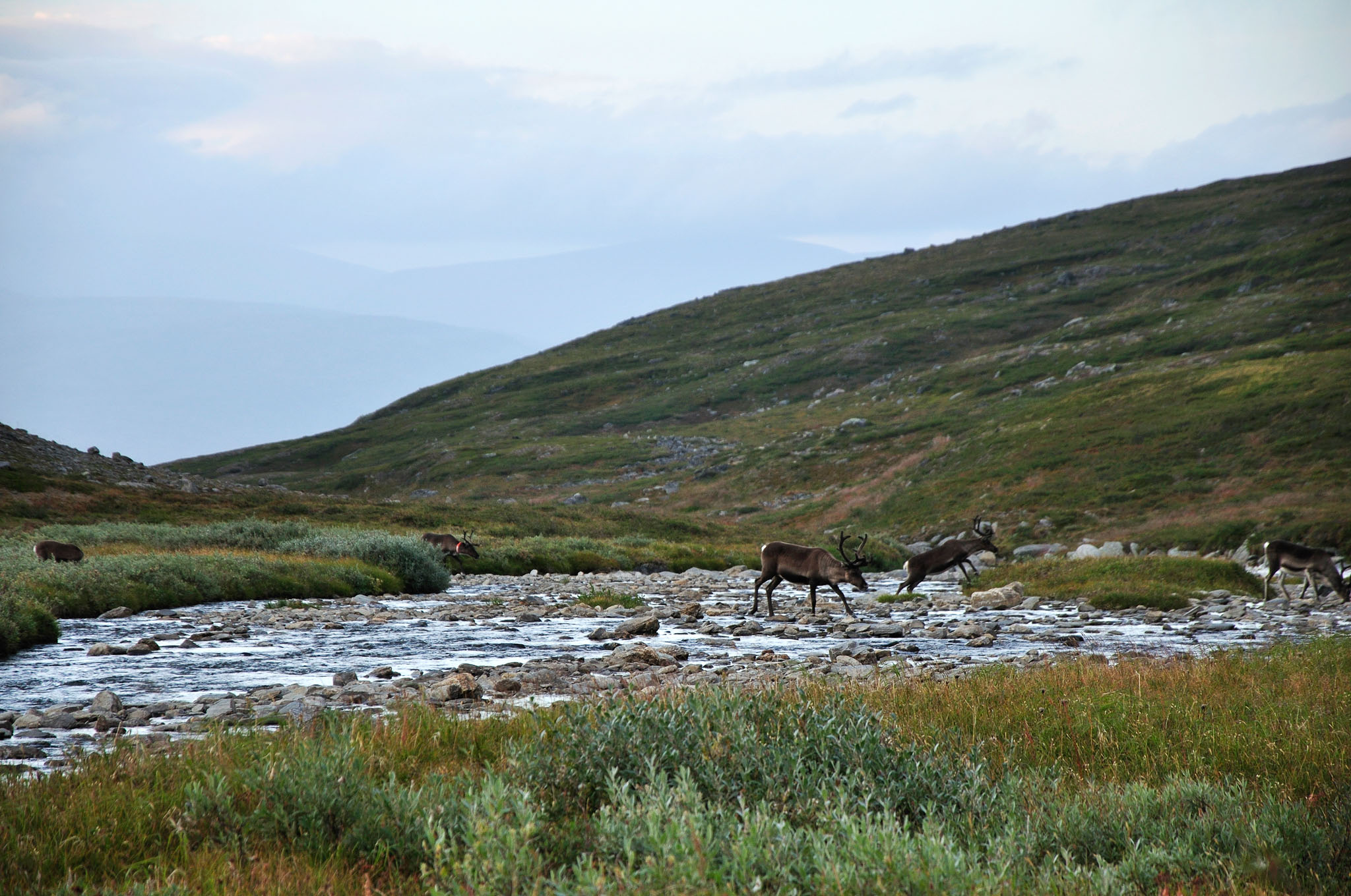 Abisko-2013_-47.jpg