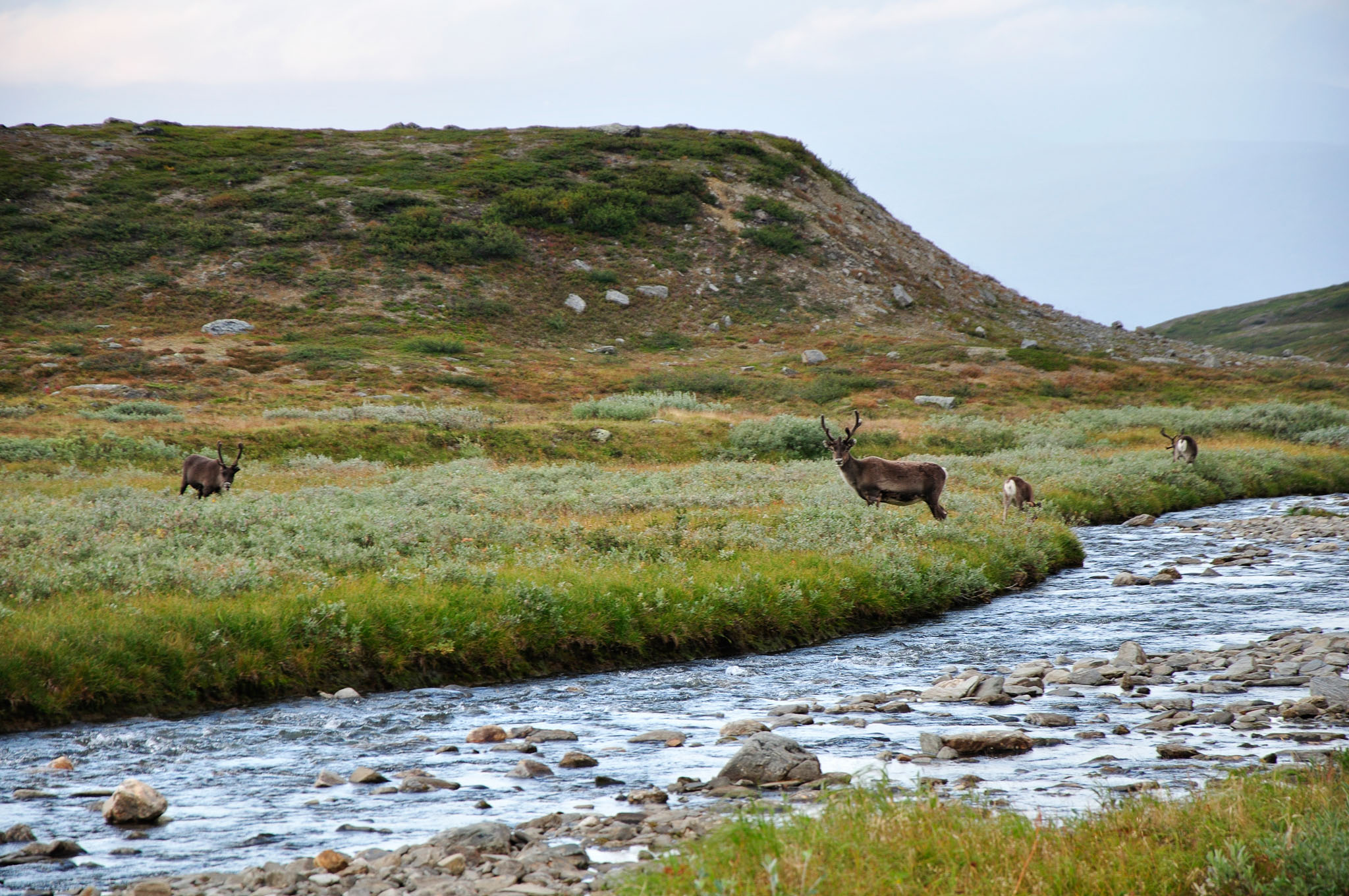 Abisko-2013_-48.jpg