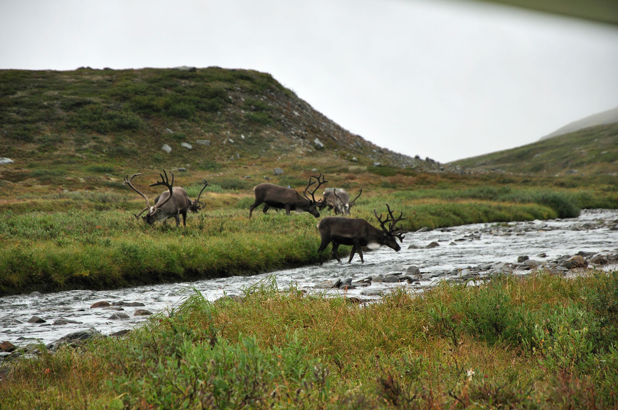 Abisko-2013_-56.jpg