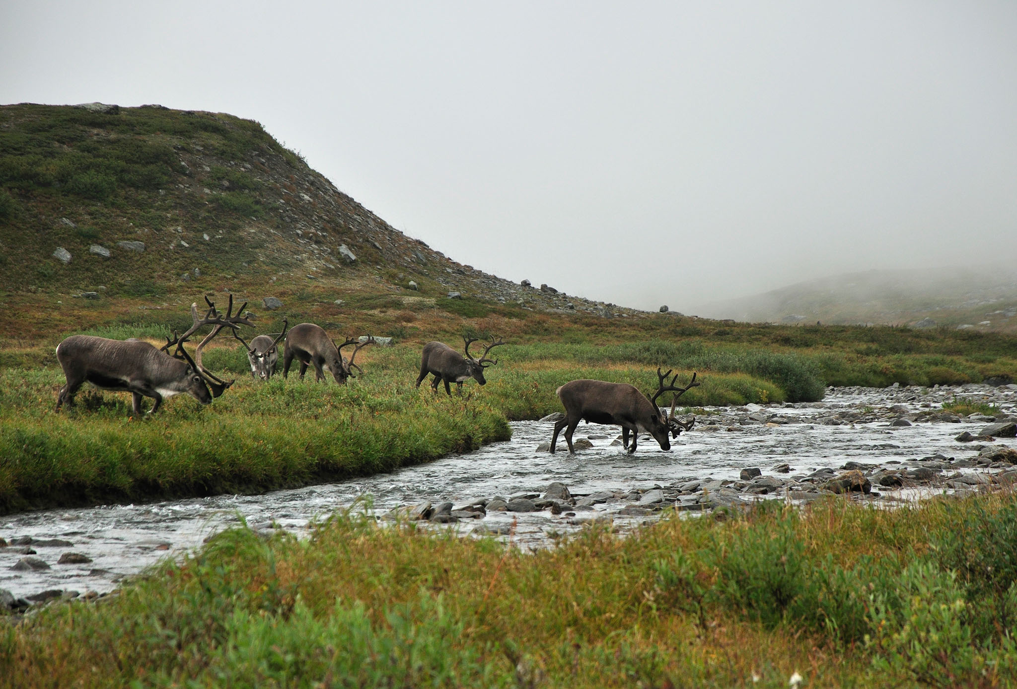 Abisko-2013_-57.jpg