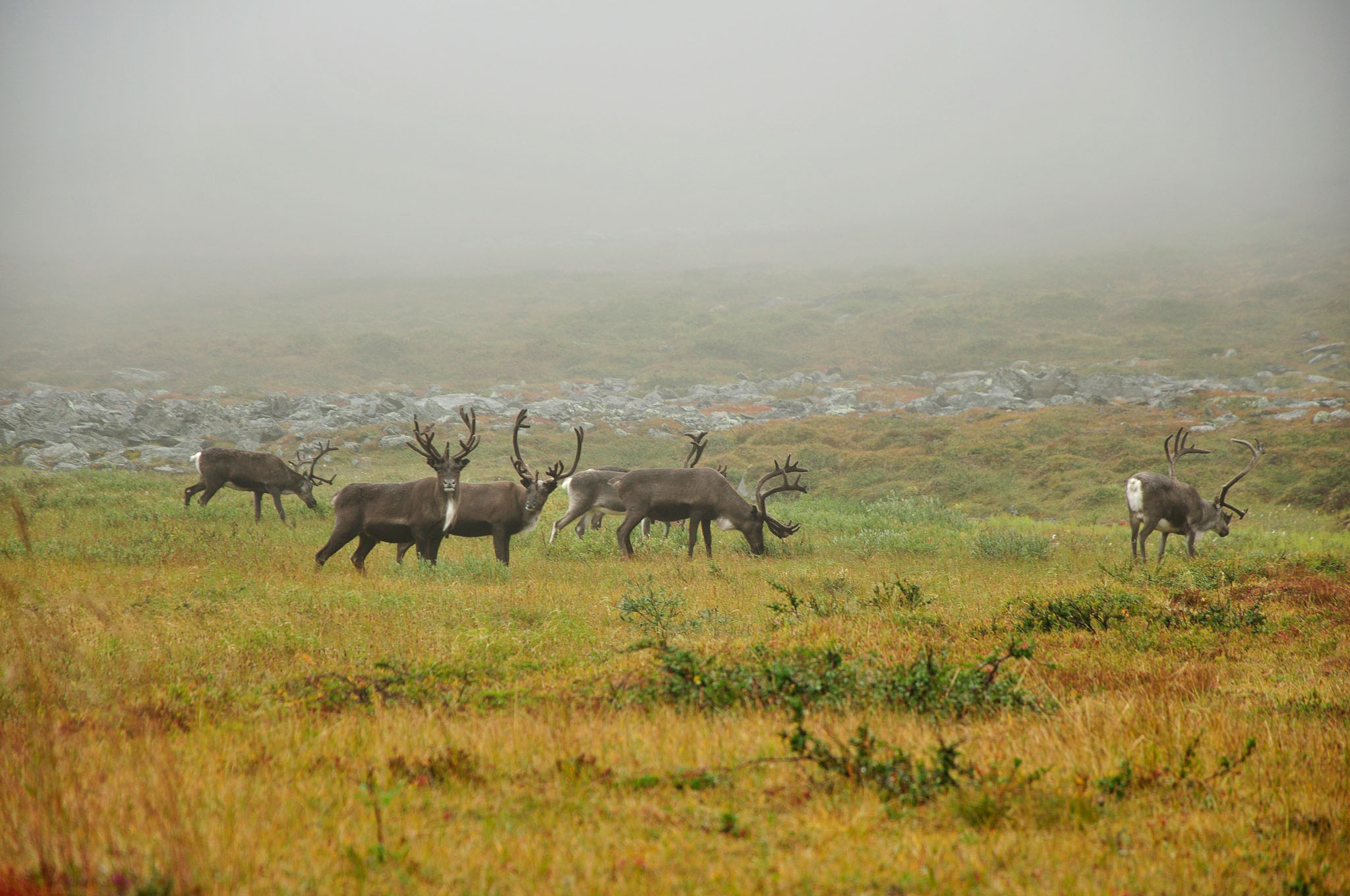 Abisko-2013_-58.jpg