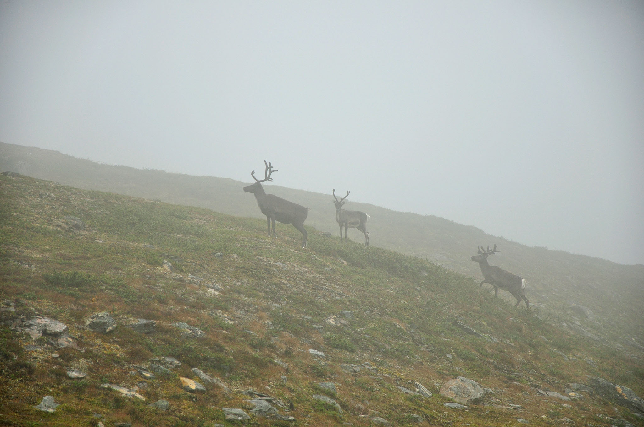 Abisko-2013_-59.jpg